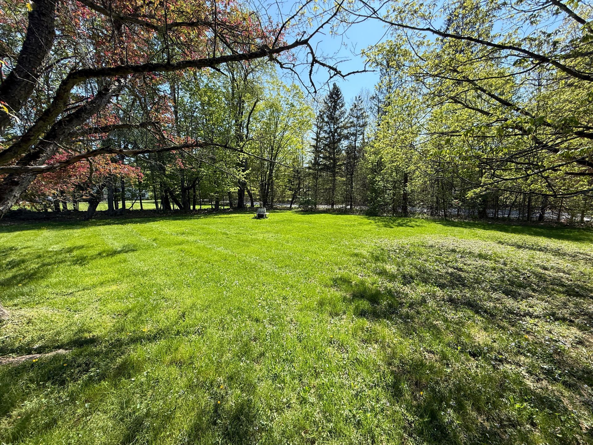 Green grassy meadow in a park, trees with green and pink leaves in the background under a blue sky.