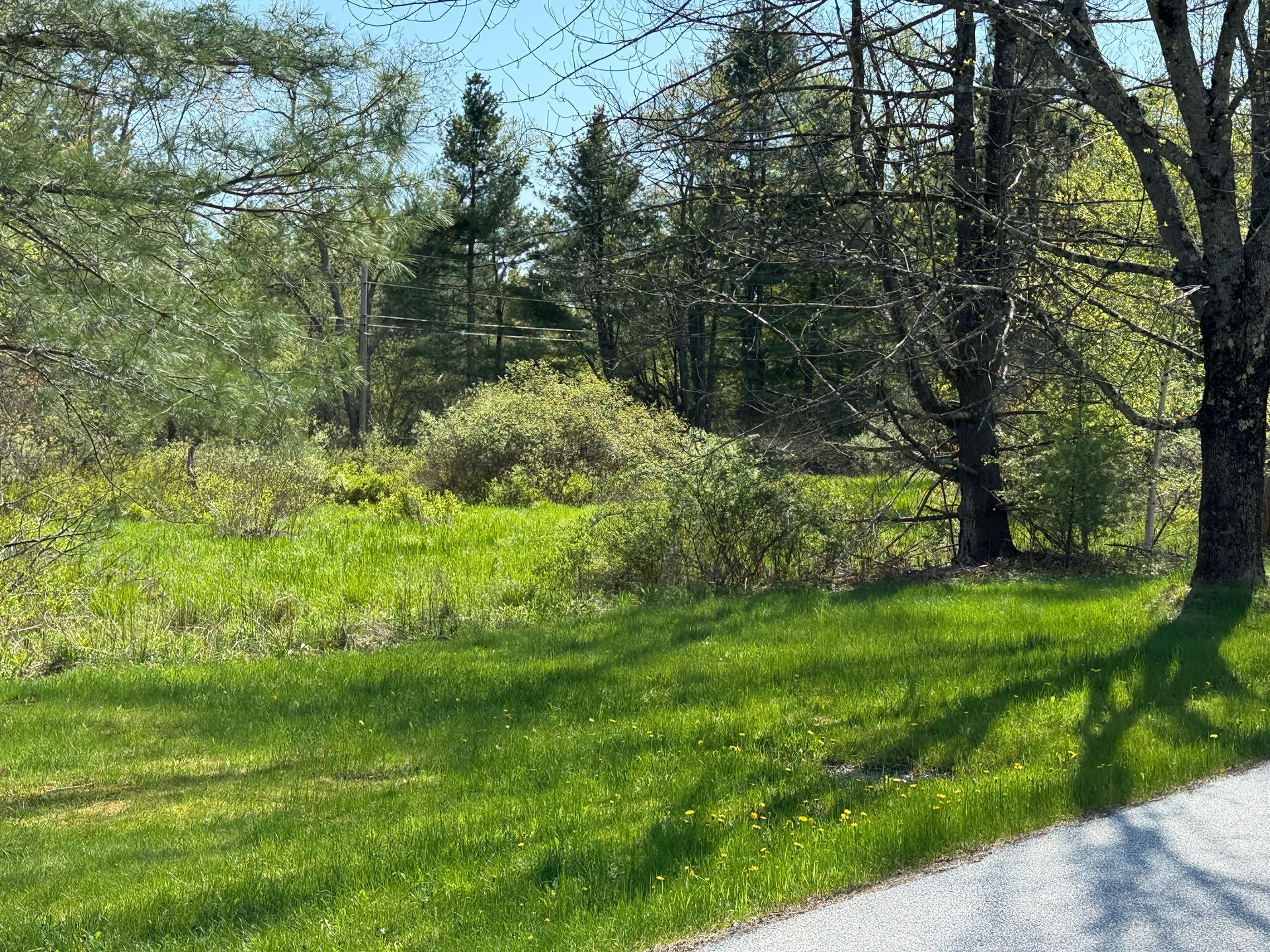 Grassy field with dense bushes and trees in the background, shadowed by a tree on the right.