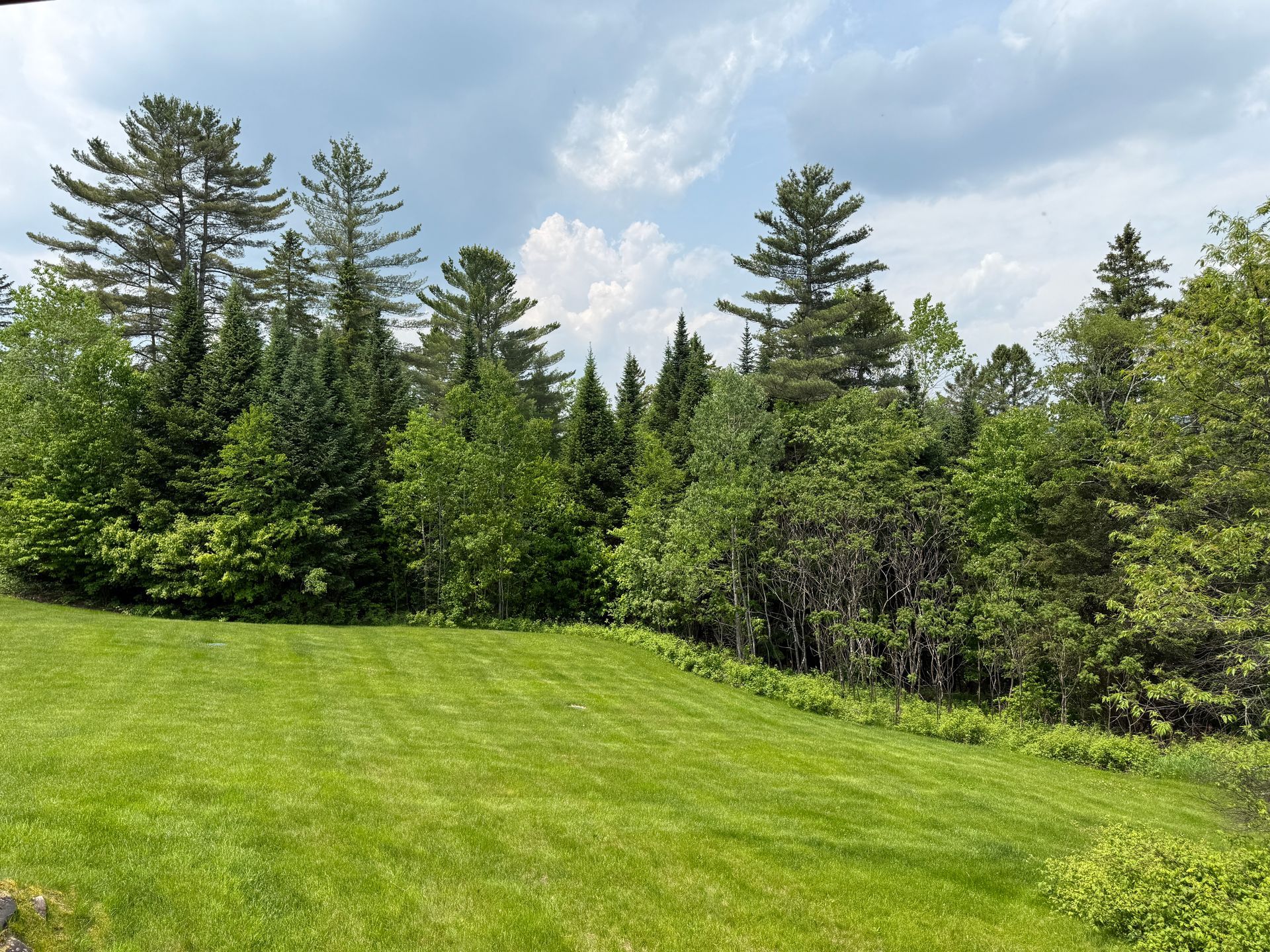 Lush green lawn borders a forest of diverse trees under a cloudy sky.