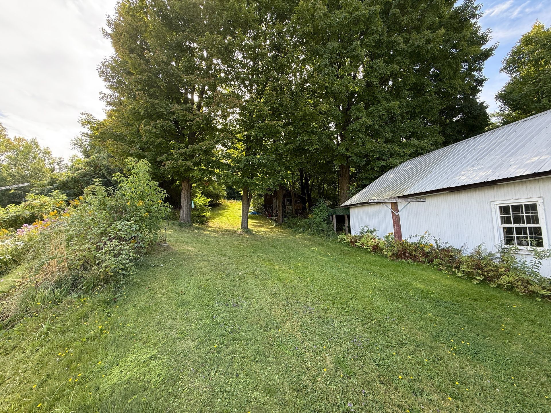 Grassy yard with trees and a white barn. Sunlight streams through the trees.