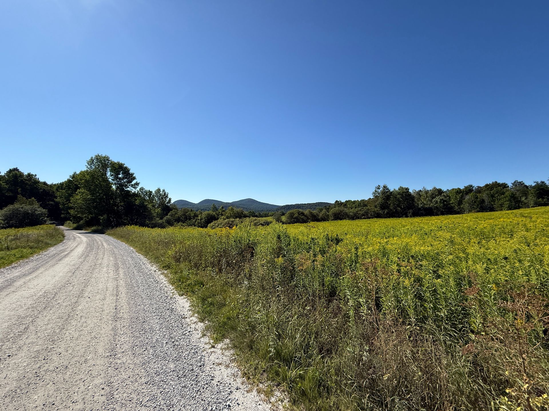 Gravel road beside a field of yellow plants under a clear, blue sky. Trees in the background.