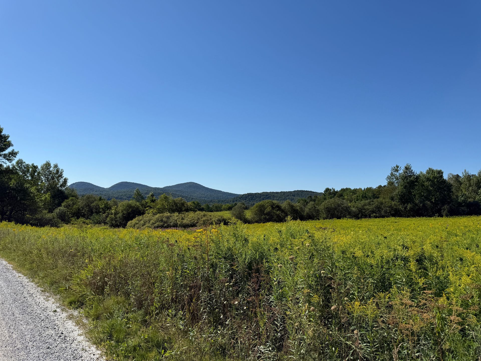 Gravel road beside a field of yellow wildflowers with mountains in the background under a blue sky.