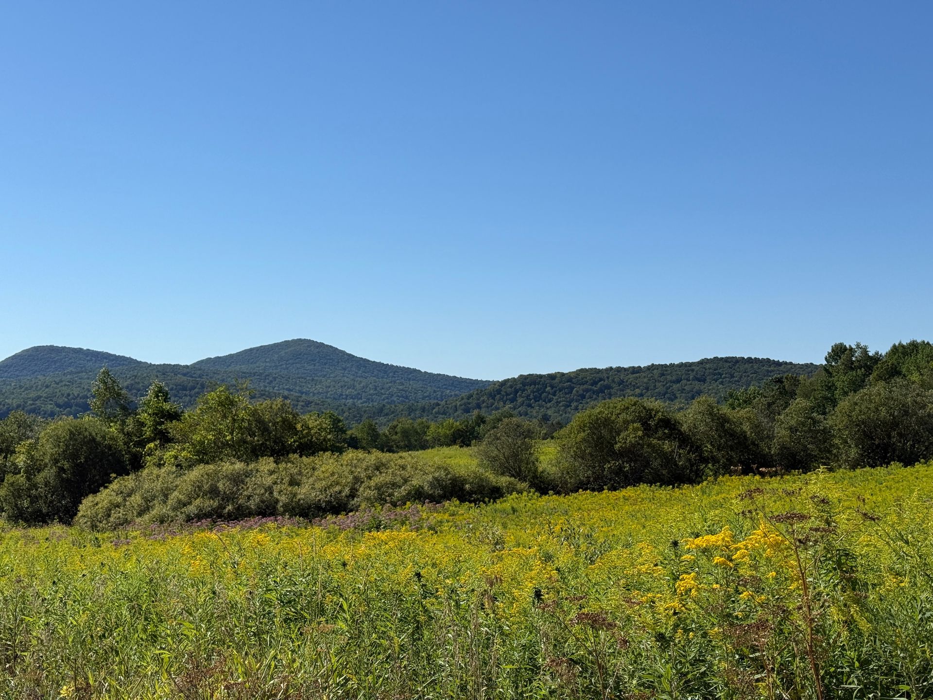 Field of yellow flowers in front of a forest and mountains under a clear blue sky.