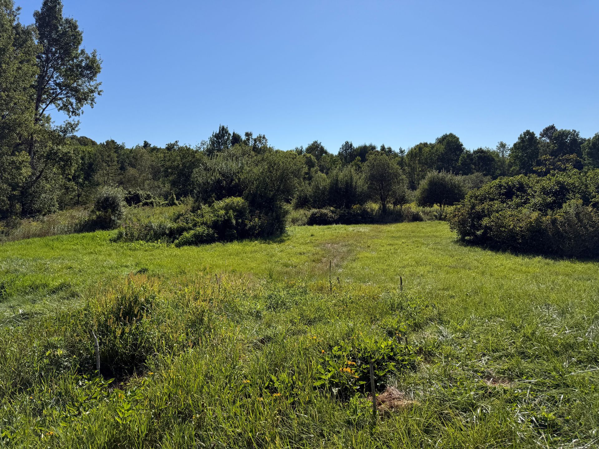 Grassy field with small trees under a bright blue sky.