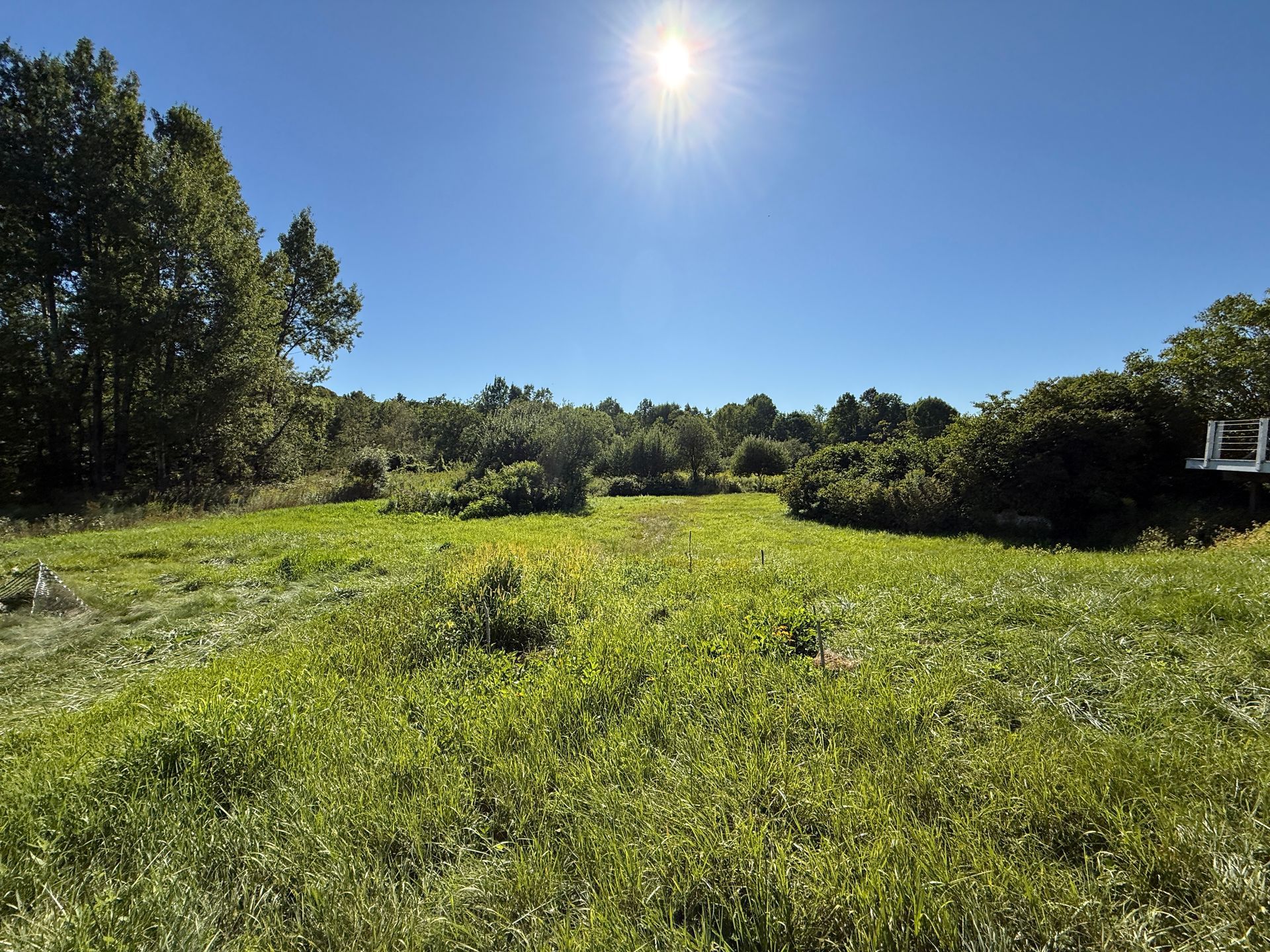 Grassy field under a bright sun, with trees in the background and a blue sky overhead.