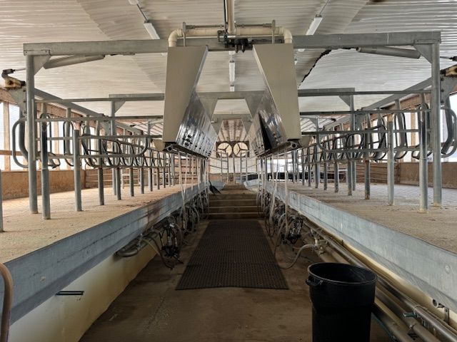 Inside a milking parlor, stainless steel stalls and equipment. Central pathway, black mat.