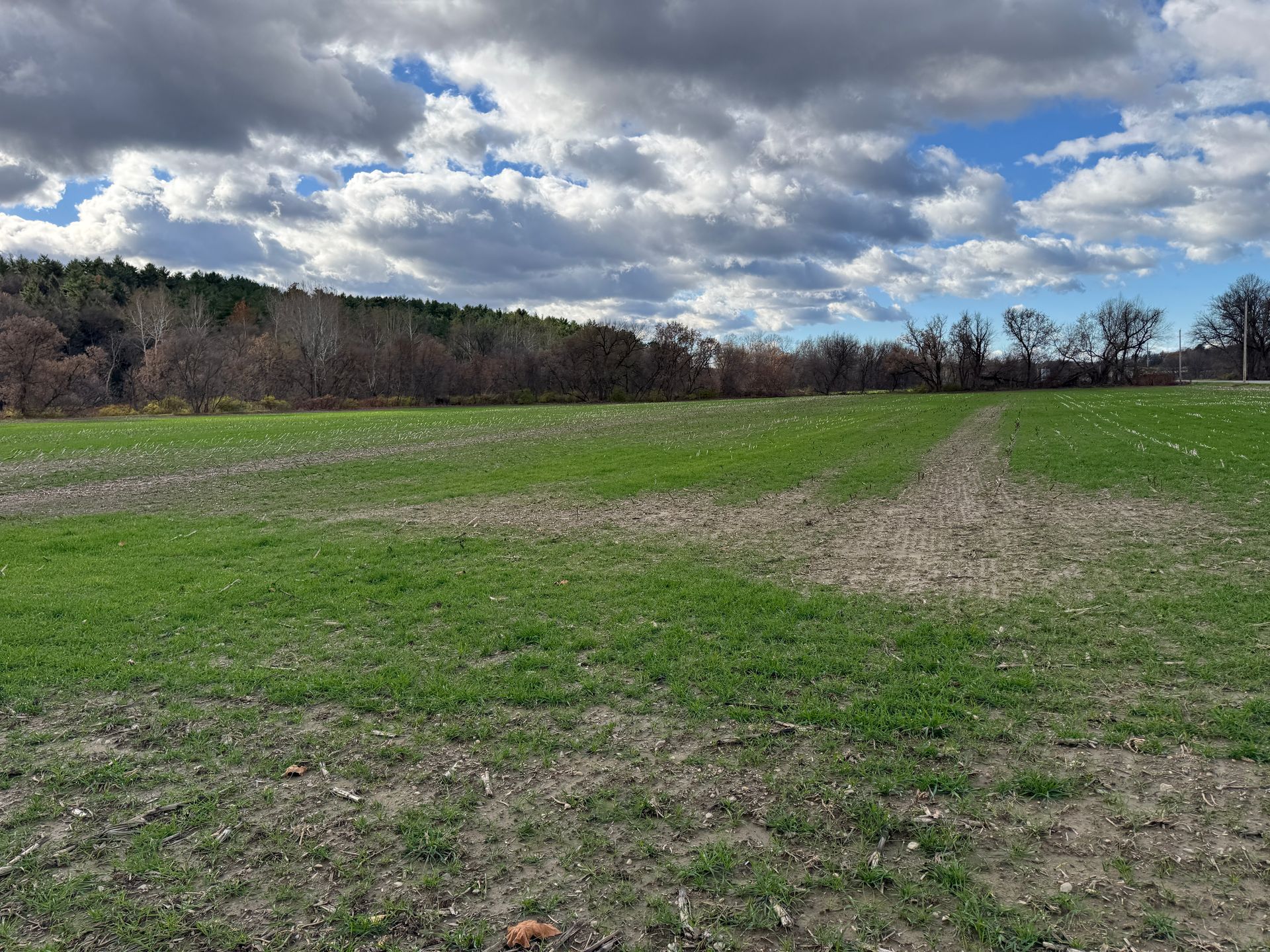 Green field under a cloudy sky, trees on the horizon.