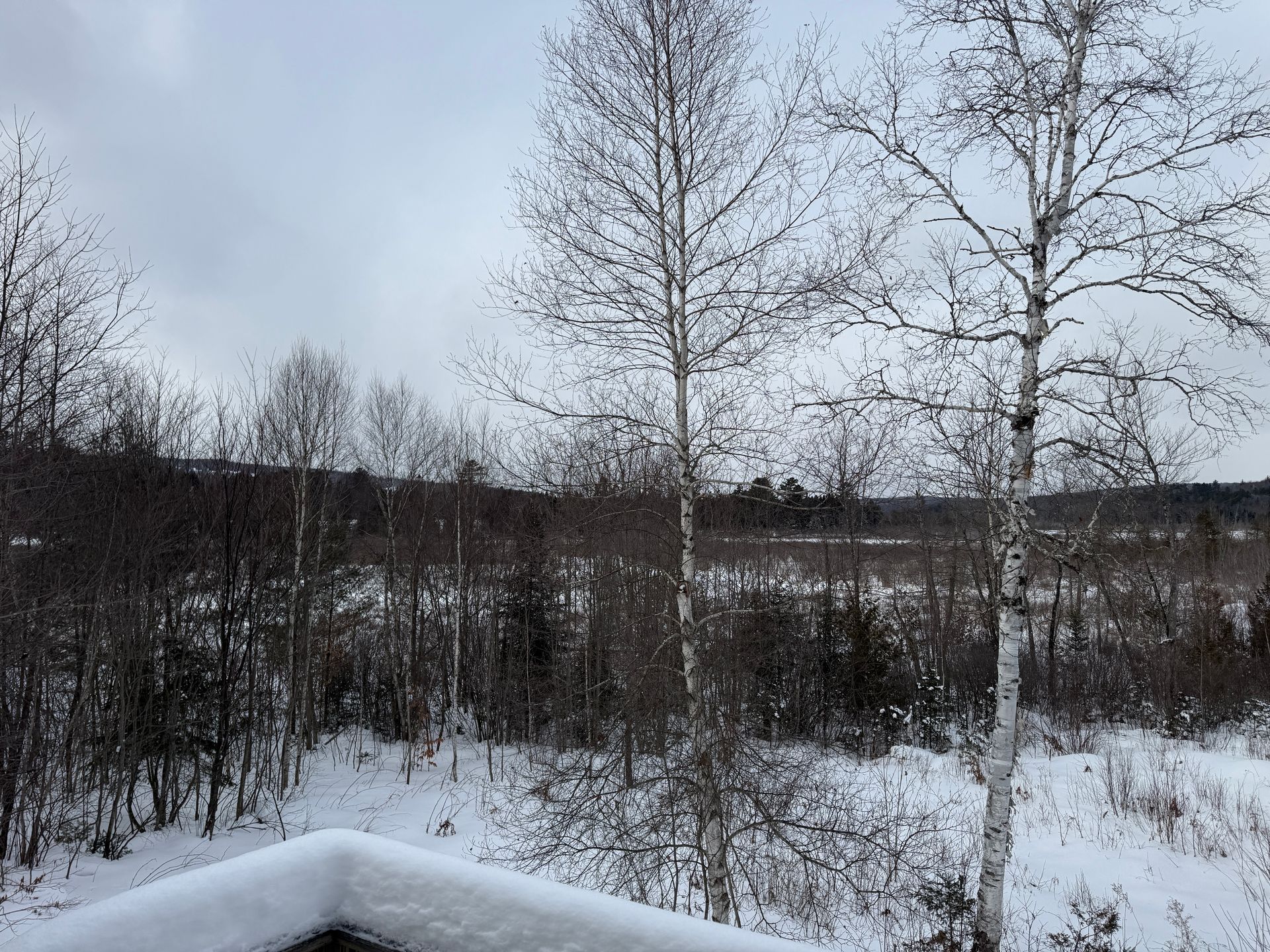 Snowy landscape with bare trees and overcast sky.
