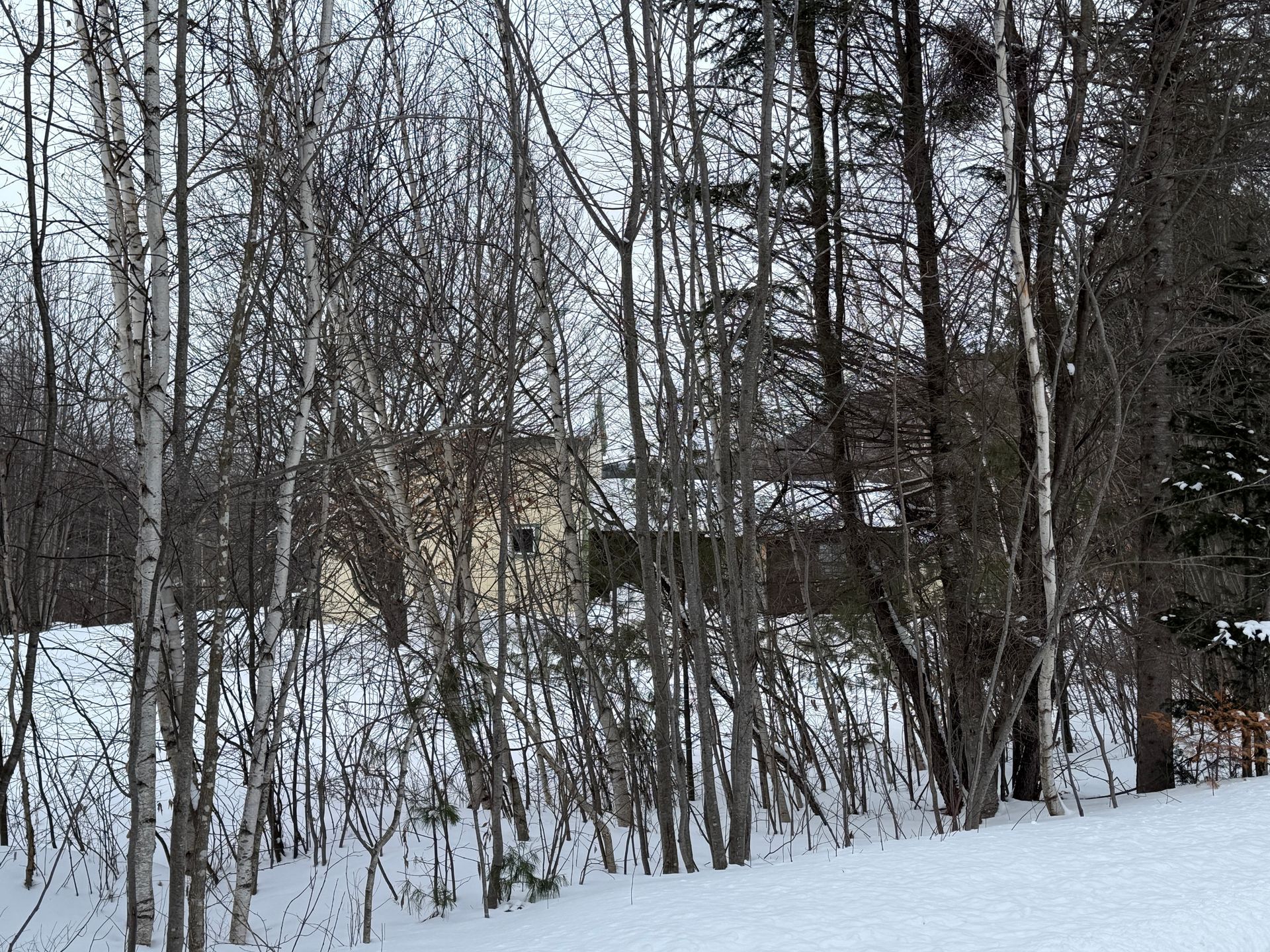Snowy landscape with bare trees and a glimpse of a yellow house in the distance.