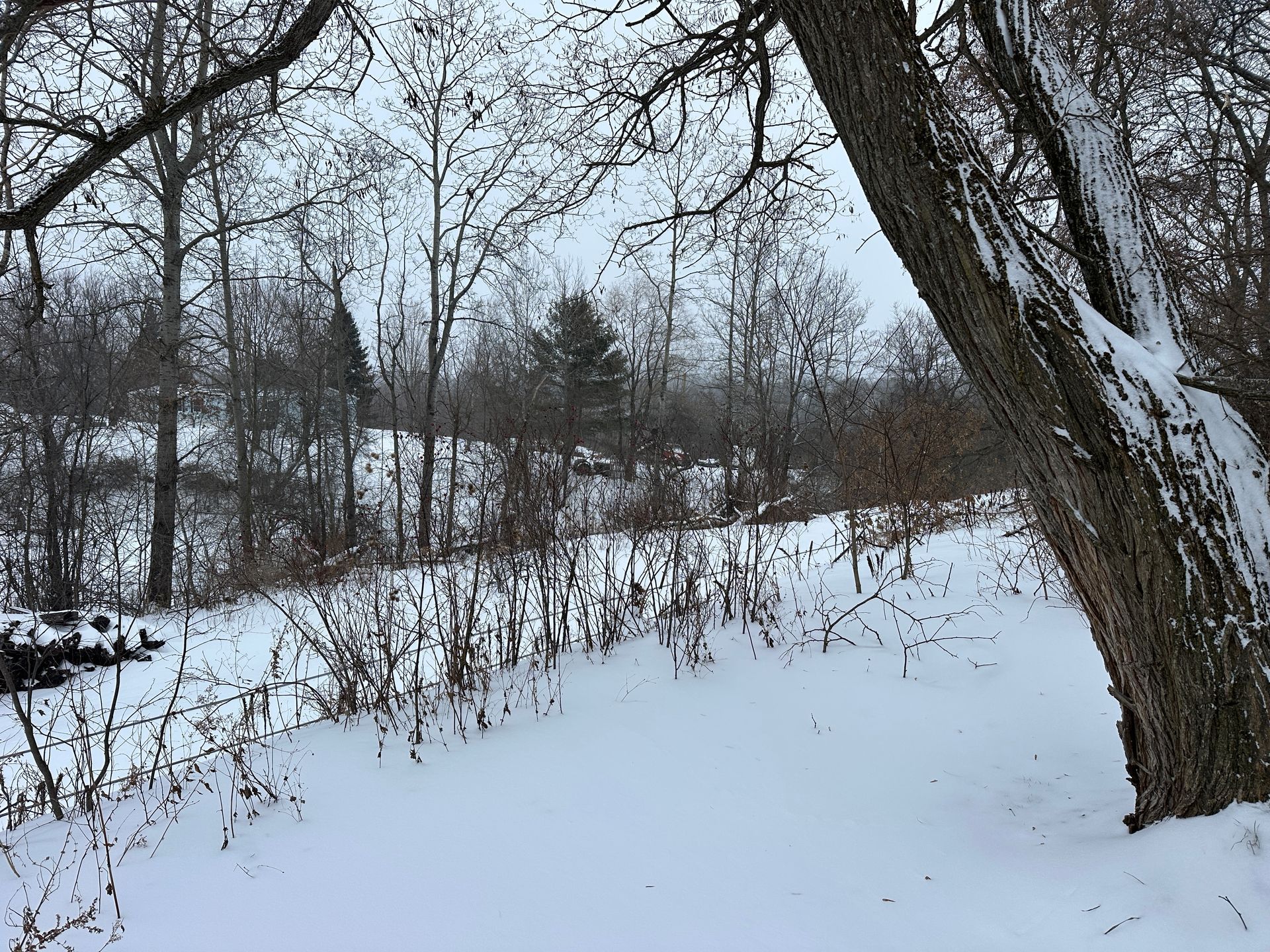 A snow-covered landscape featuring bare trees, brush, and a large, textured tree trunk in the foreground under a gray sky.