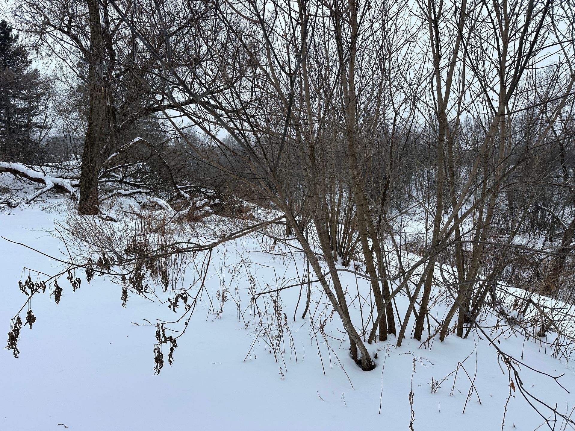 A snowy, winter landscape featuring bare-branched trees and shrubs against a soft, overcast sky.
