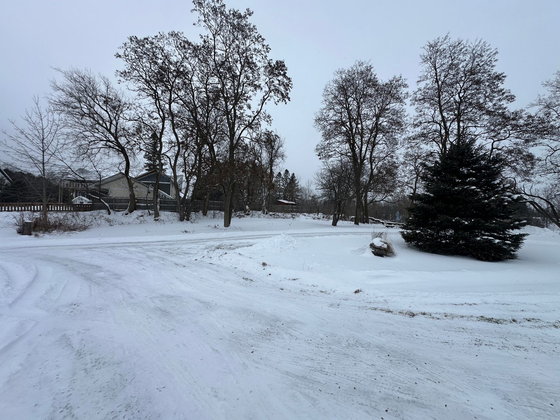 A snowy yard with scattered bare trees and a single evergreen, viewed under an overcast winter sky.