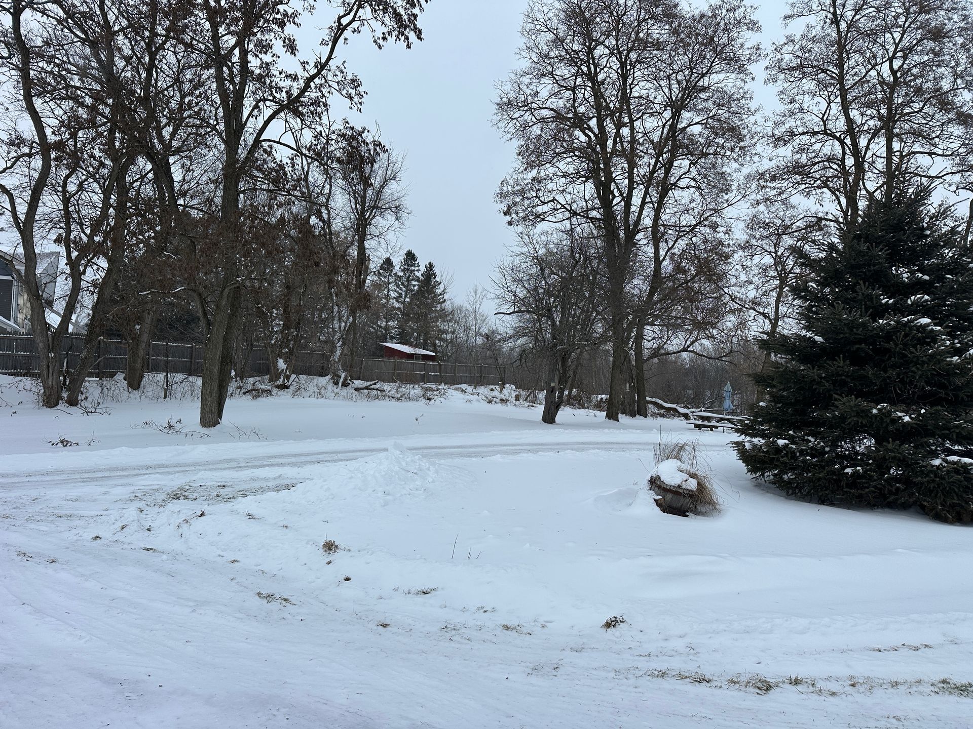 A snow-covered yard on an overcast day, featuring several bare trees and a single, dark green evergreen tree.