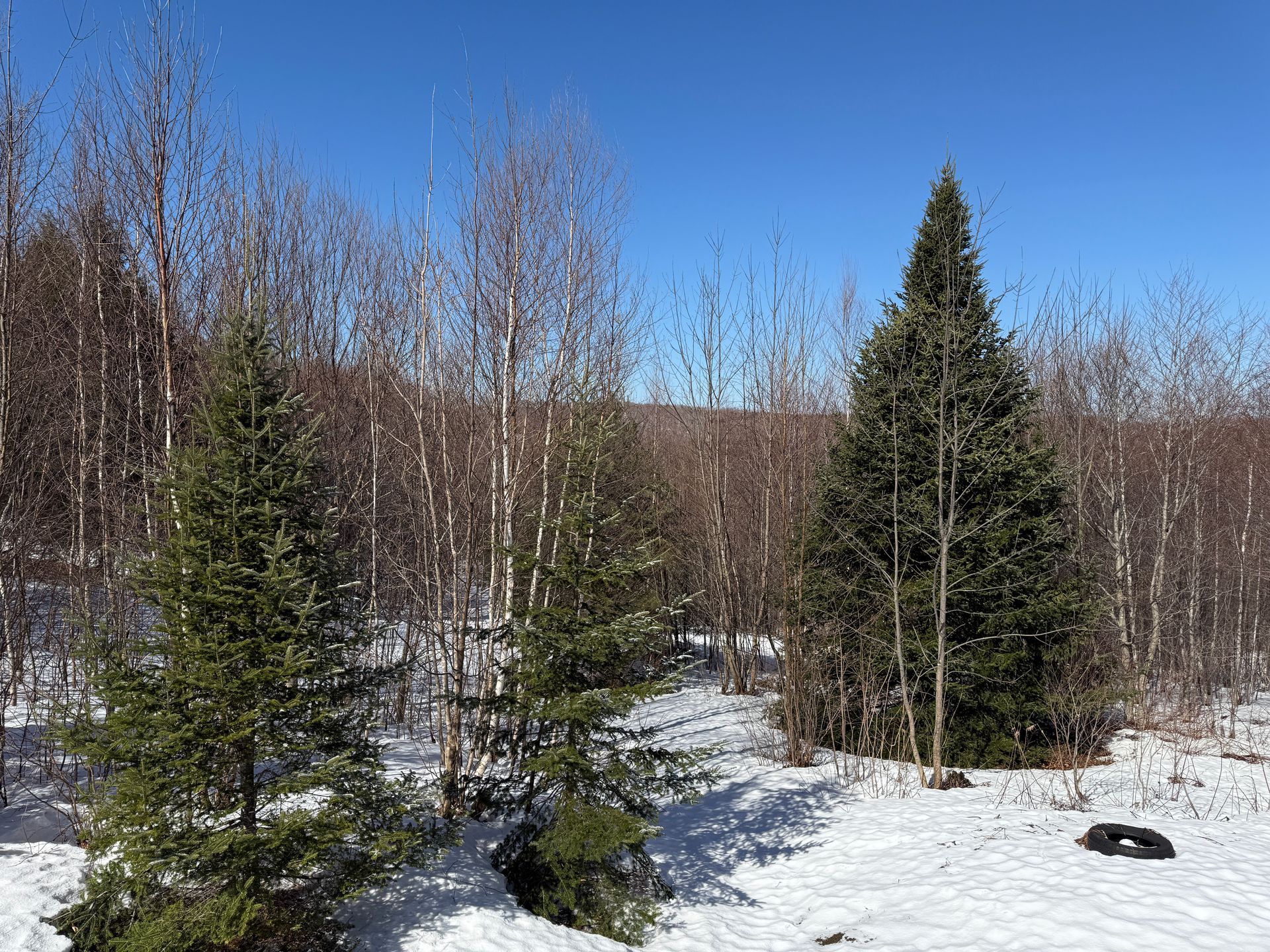 Snowy forest scene with evergreen trees and bare birch trees under a clear blue sky.