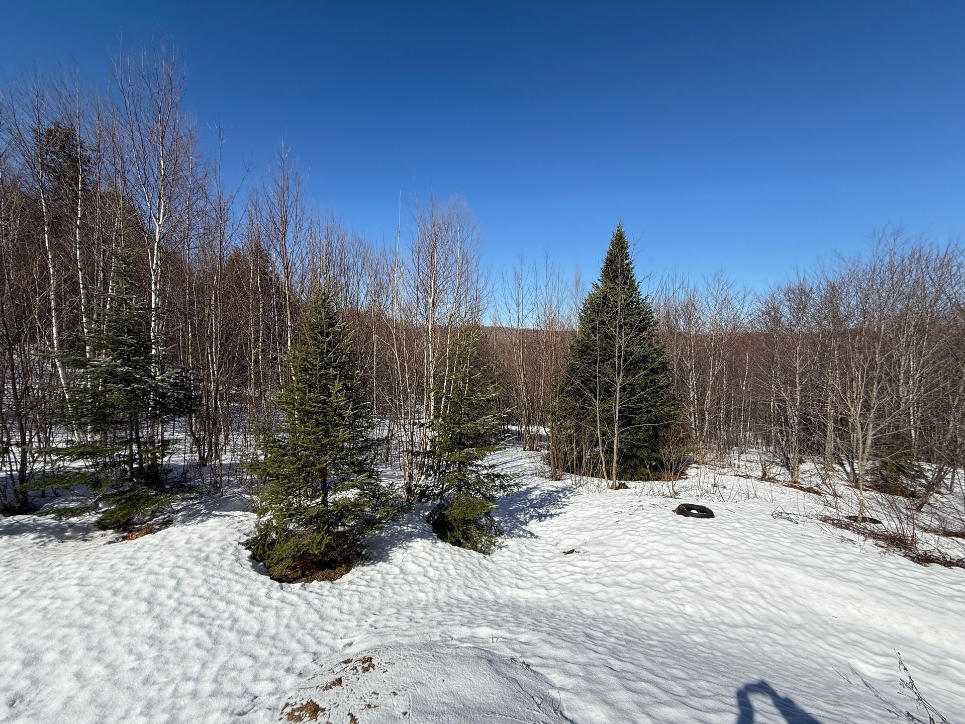 Snowy landscape with evergreen and bare trees under a bright blue sky.