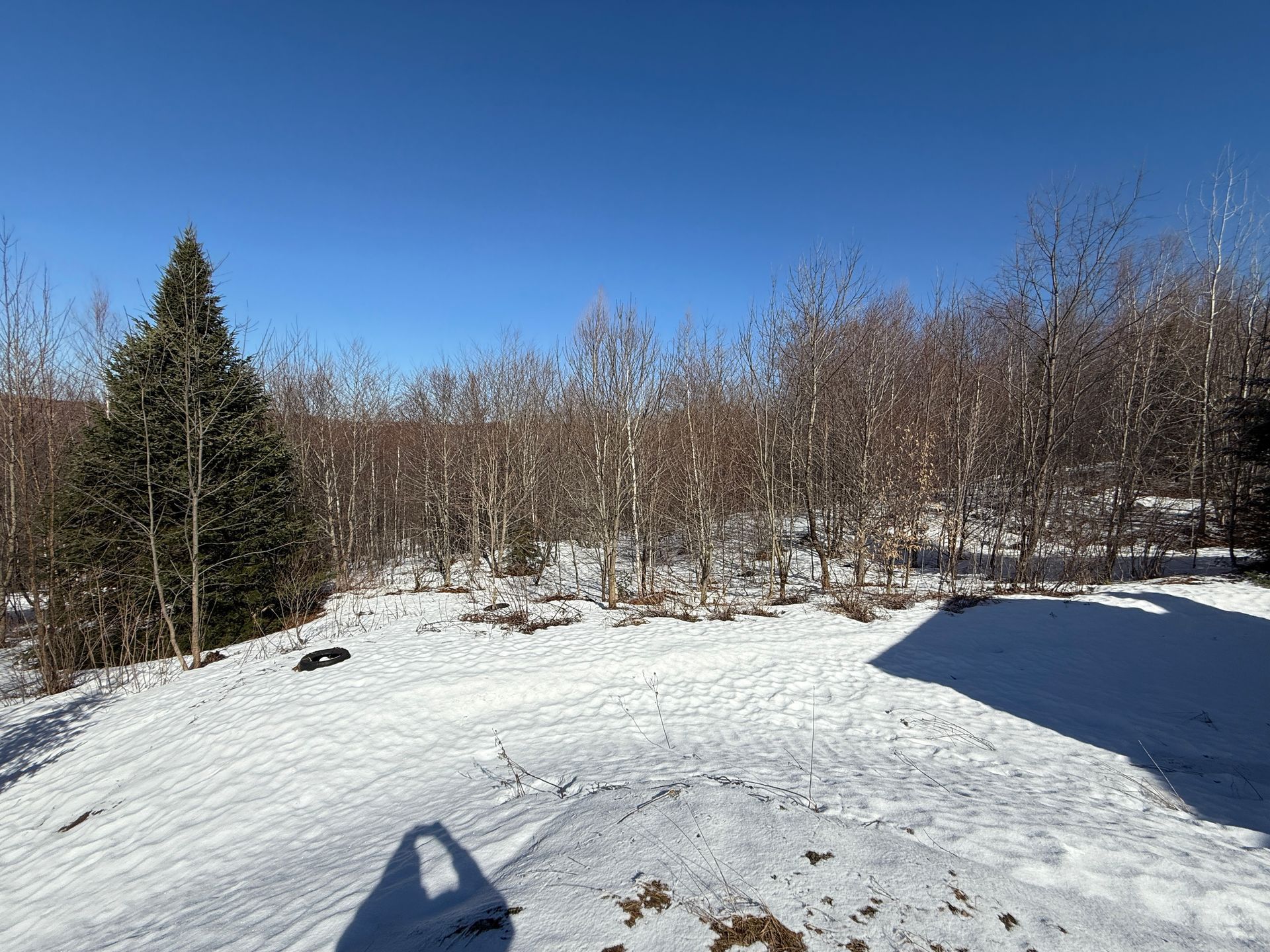 Snowy clearing with bare trees and evergreen under a bright blue sky.