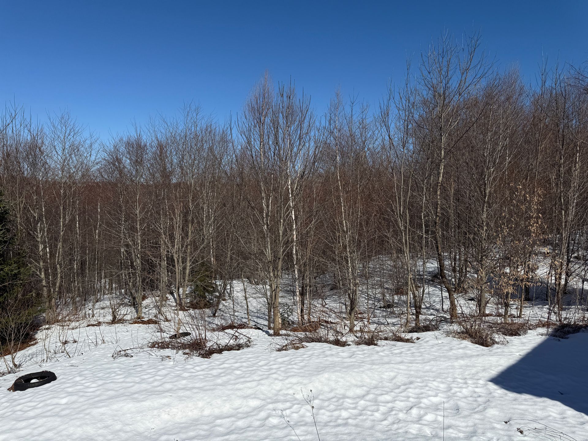 Snowy landscape with bare trees under a clear blue sky.