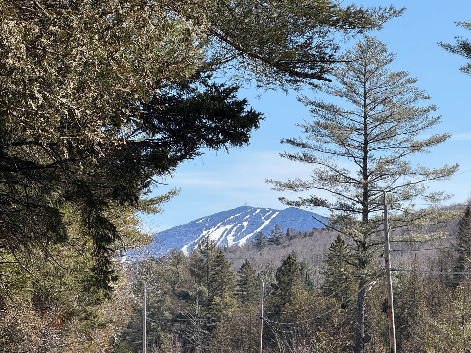 A scenic mountain with visible ski trails, viewed through a foreground of evergreen branches under a clear blue sky.