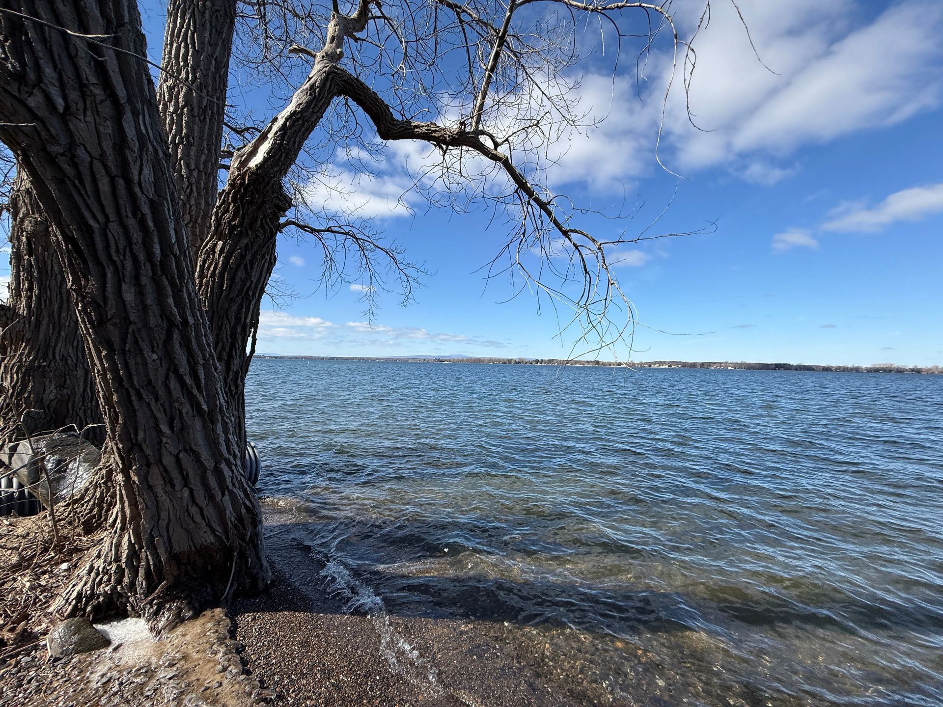 Tree trunk beside water under a blue sky with clouds.