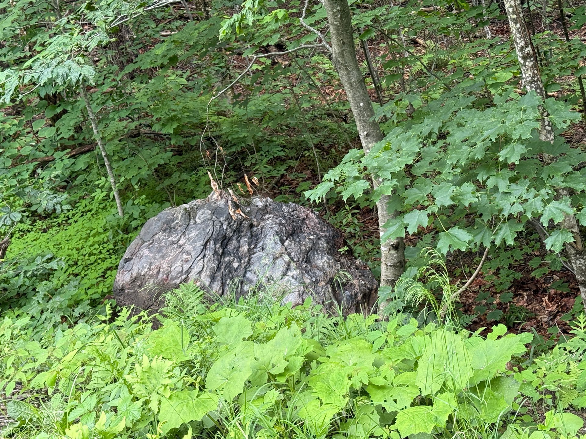 Mossy gray boulder in dense green forest underbrush with trees and leafy plants