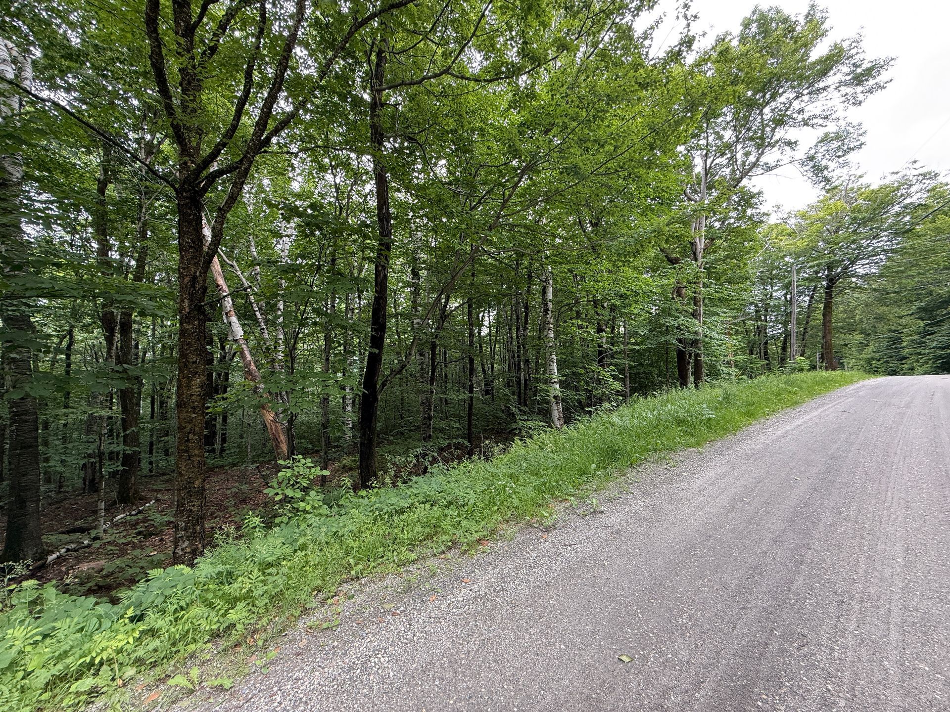 Gravel road curving beside a green wooded forest under cloudy daylight