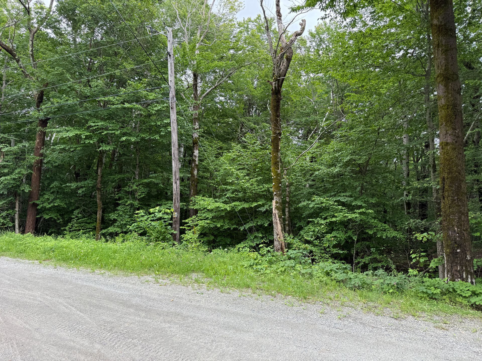 Wooded roadside with a gravel path and tall green trees in summer foliage