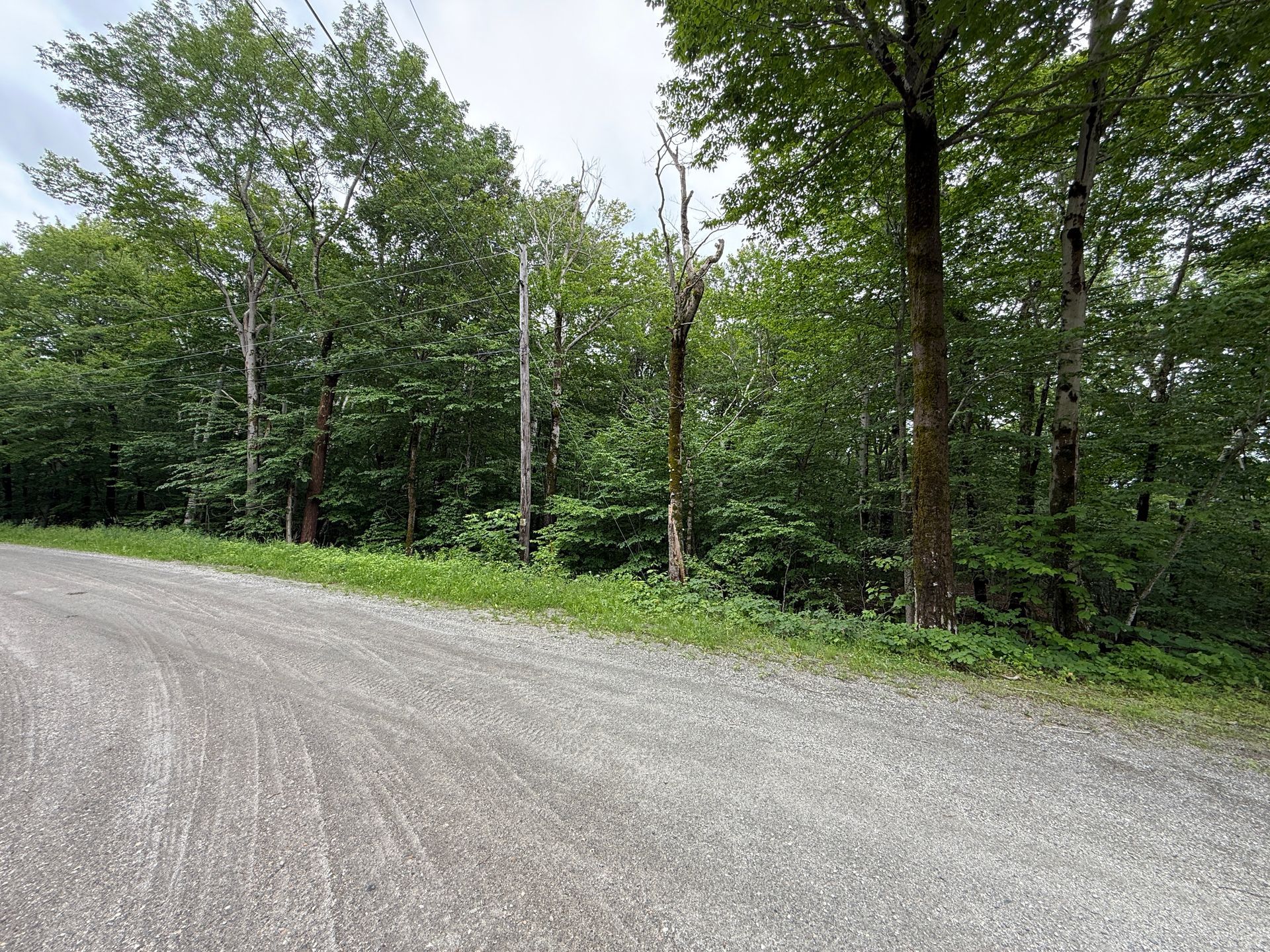Gravel road curving through a green wooded area under an overcast sky