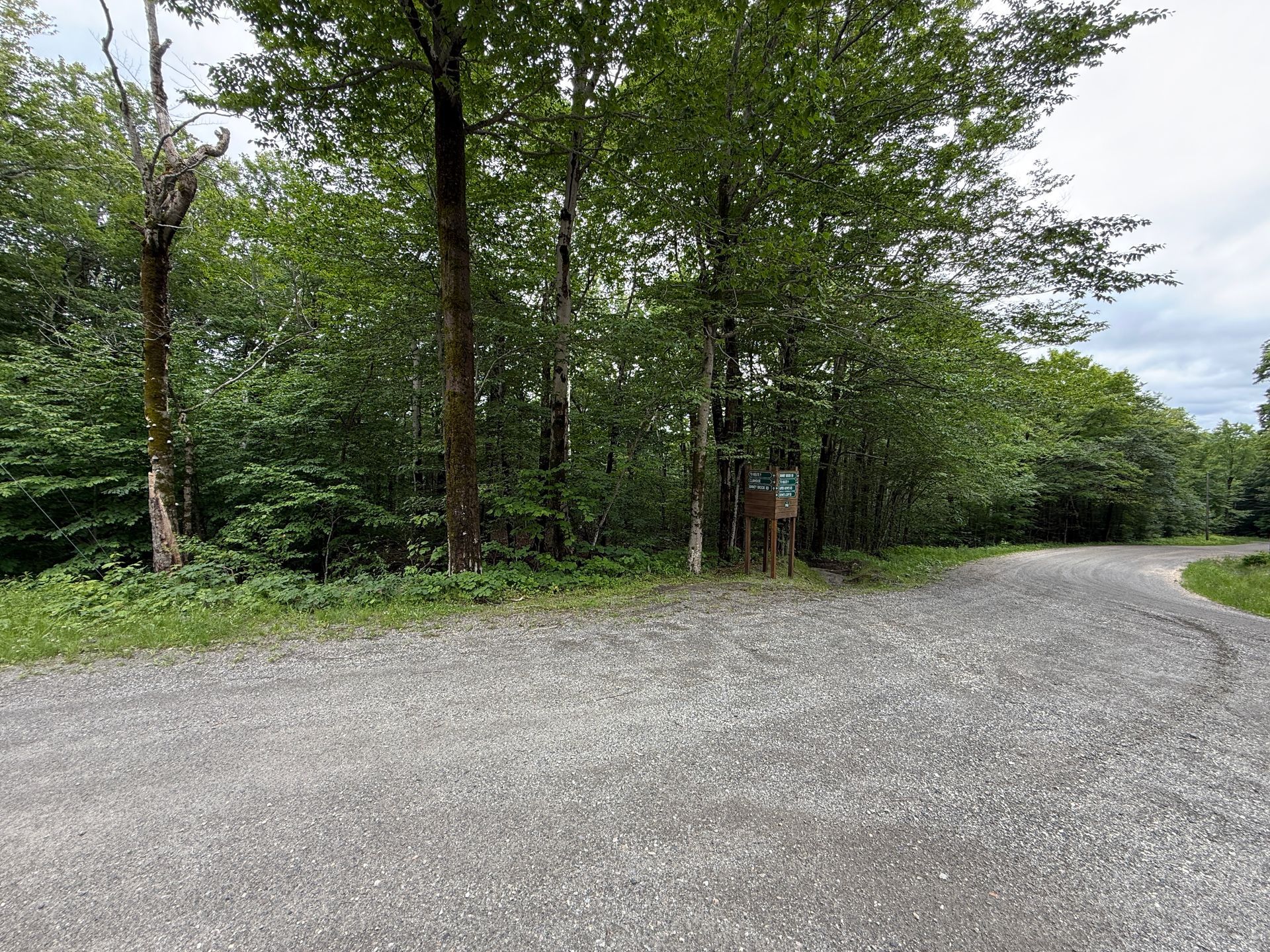 Gravel road curving through a dense green forest on an overcast day