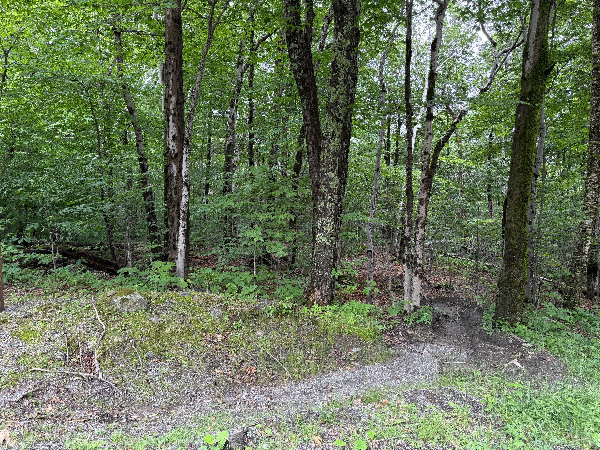 Dense green forest with tall trees and a dirt path through undergrowth