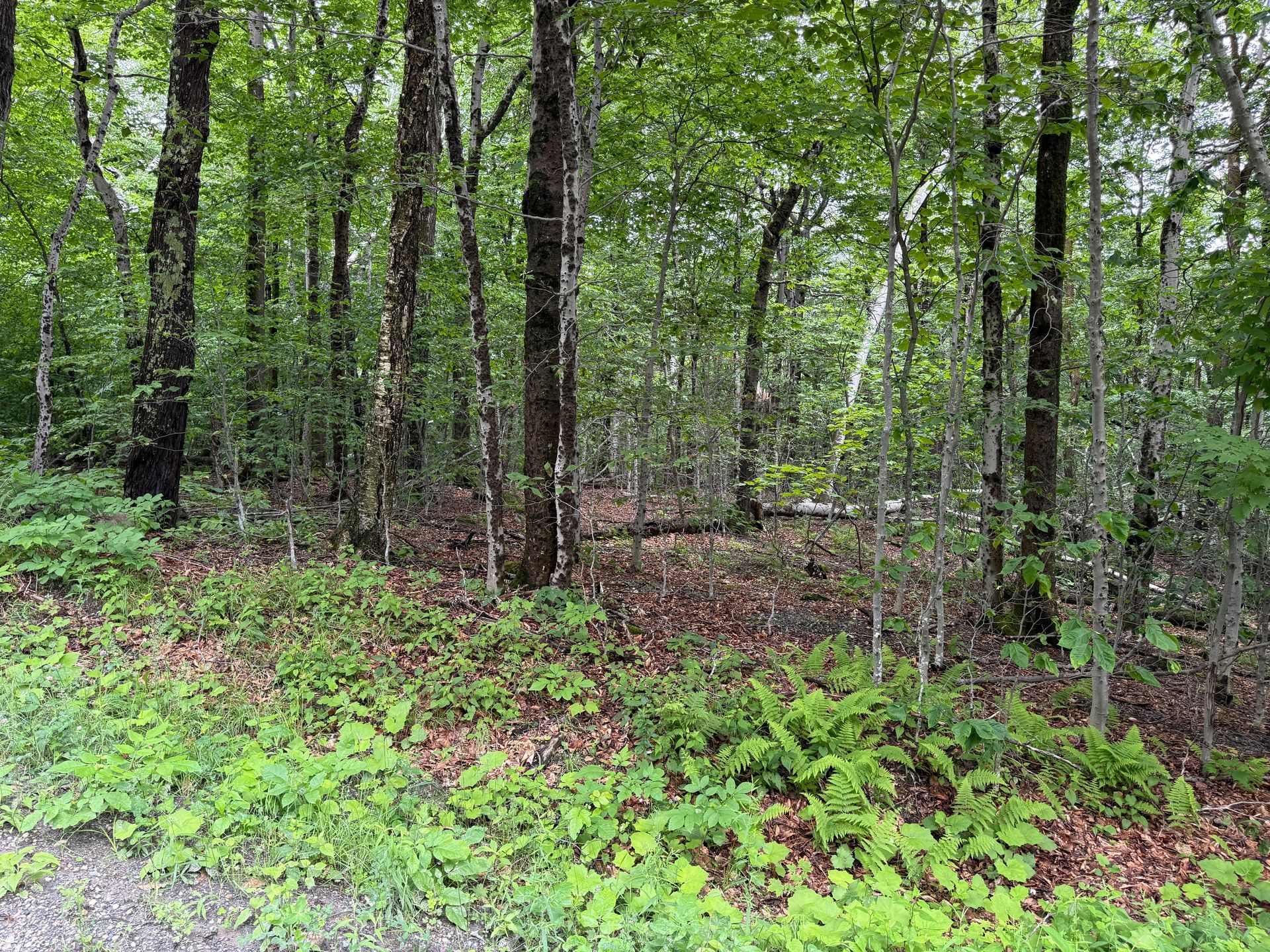 Dense green forest with tall trees, leafy undergrowth, and a leafy ground cover.