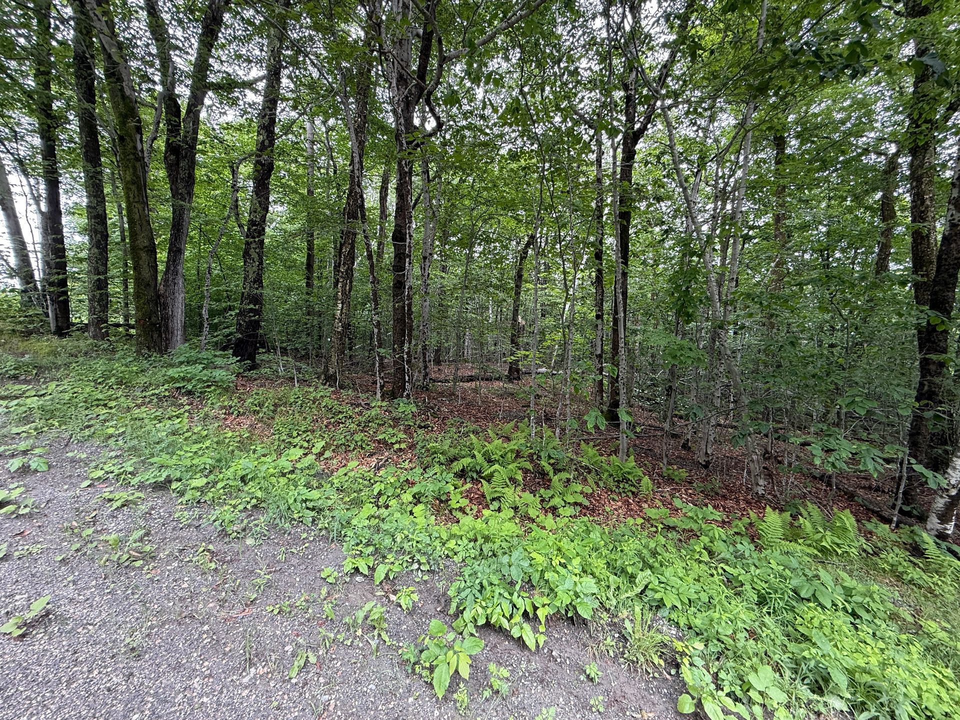 Wooded trail edge with gravel path, green undergrowth, and tall trees in a forest.