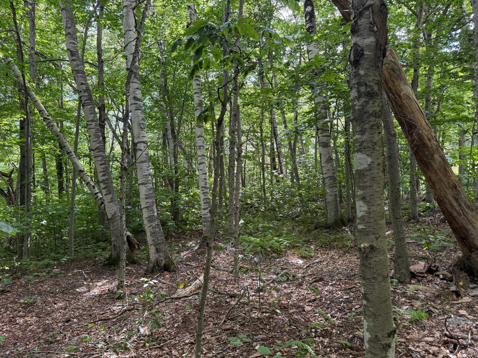 Wooded forest with tall green trees, leaf-covered ground