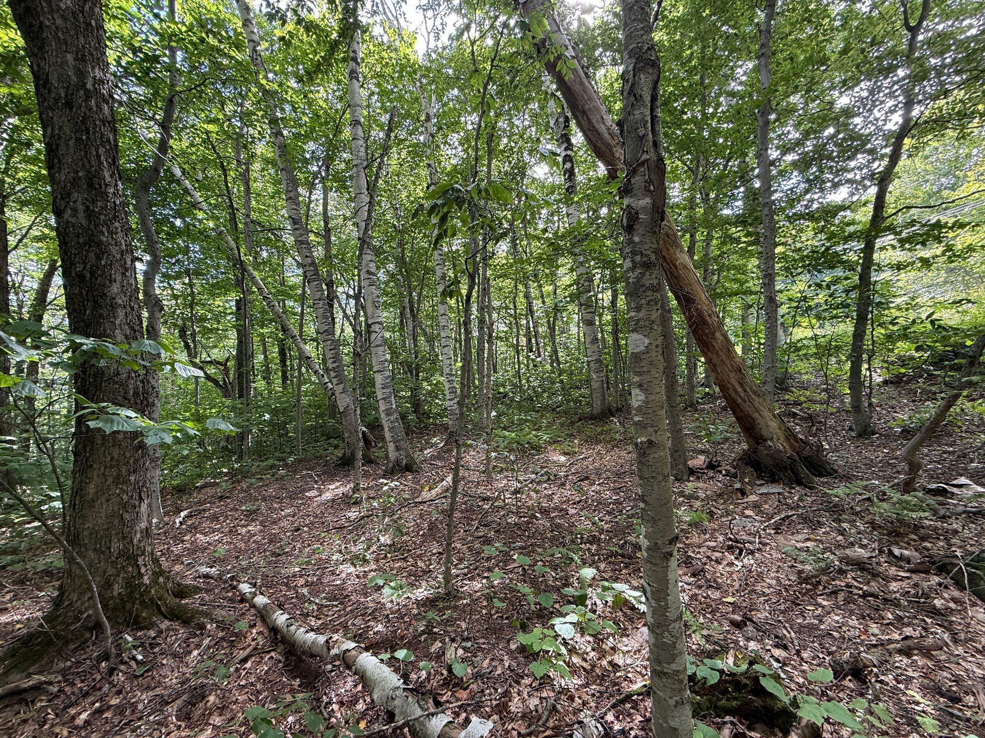 Dense green forest with tall trees, leafy undergrowth, and a dirt path on the ground
