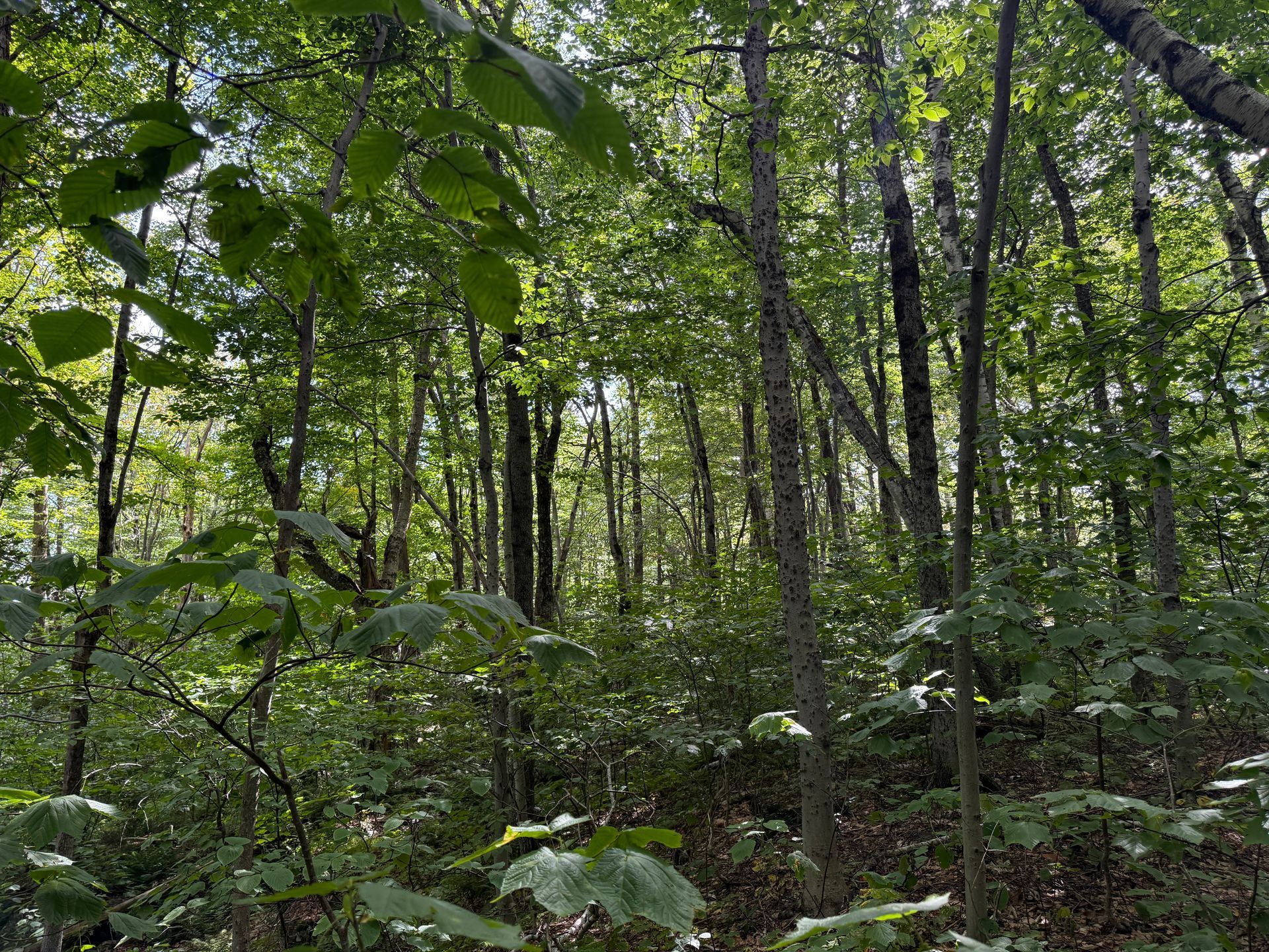 Dense green forest with tall trees and leafy undergrowth, sunlight filtering through the canopy