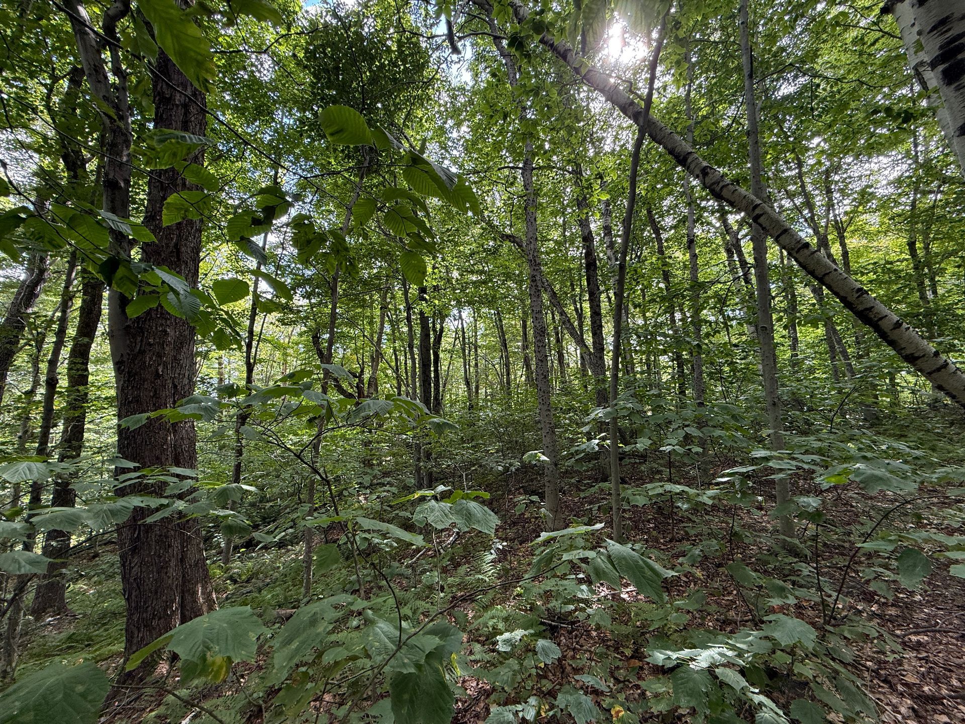 Dense green forest with tall trees, leafy undergrowth, and sunlight filtering through the canopy
