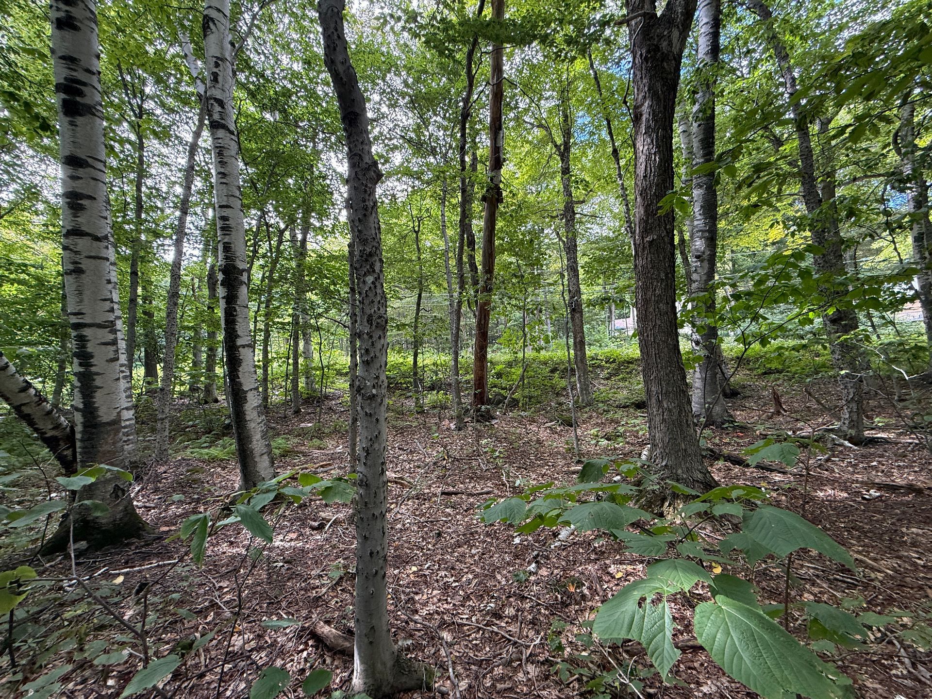 A quiet forest with tall birch trees, green foliage, and a leaf-covered ground.
