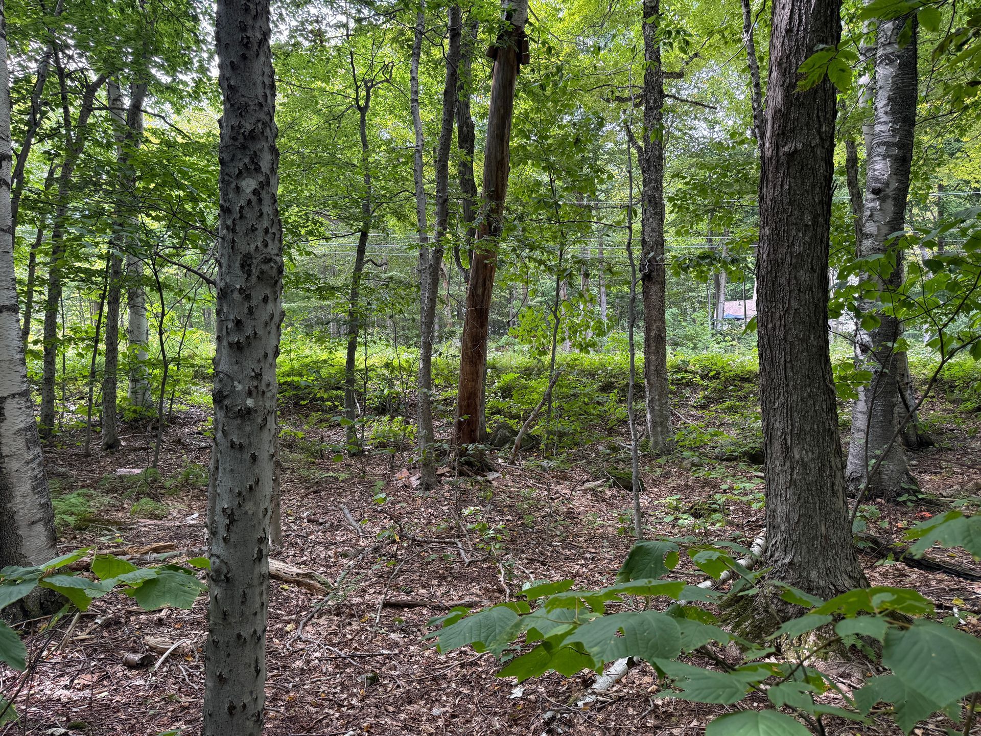 Dense green forest with tall trees and leaf-covered ground in early summer.
