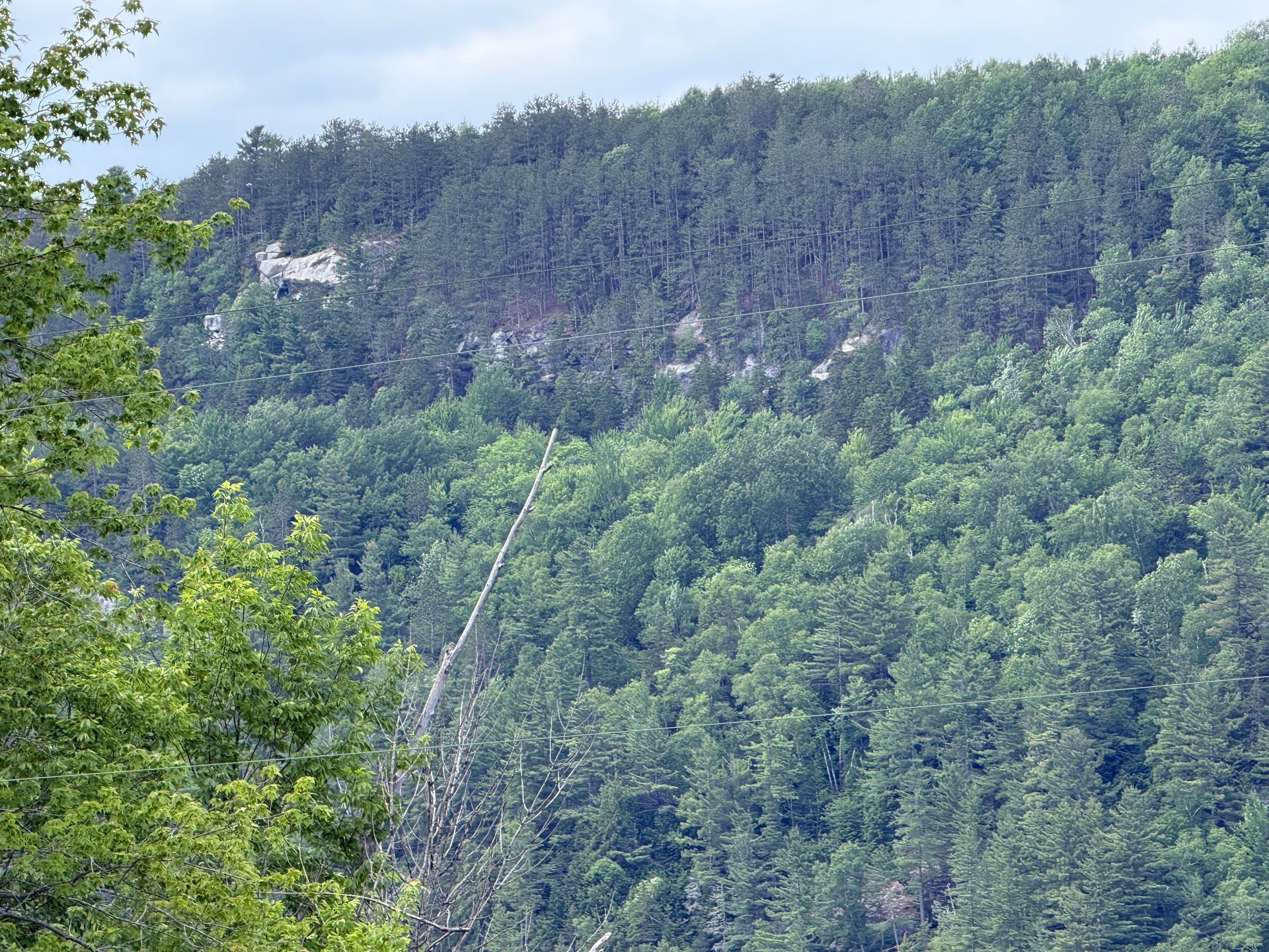 Forest-covered mountain cliff