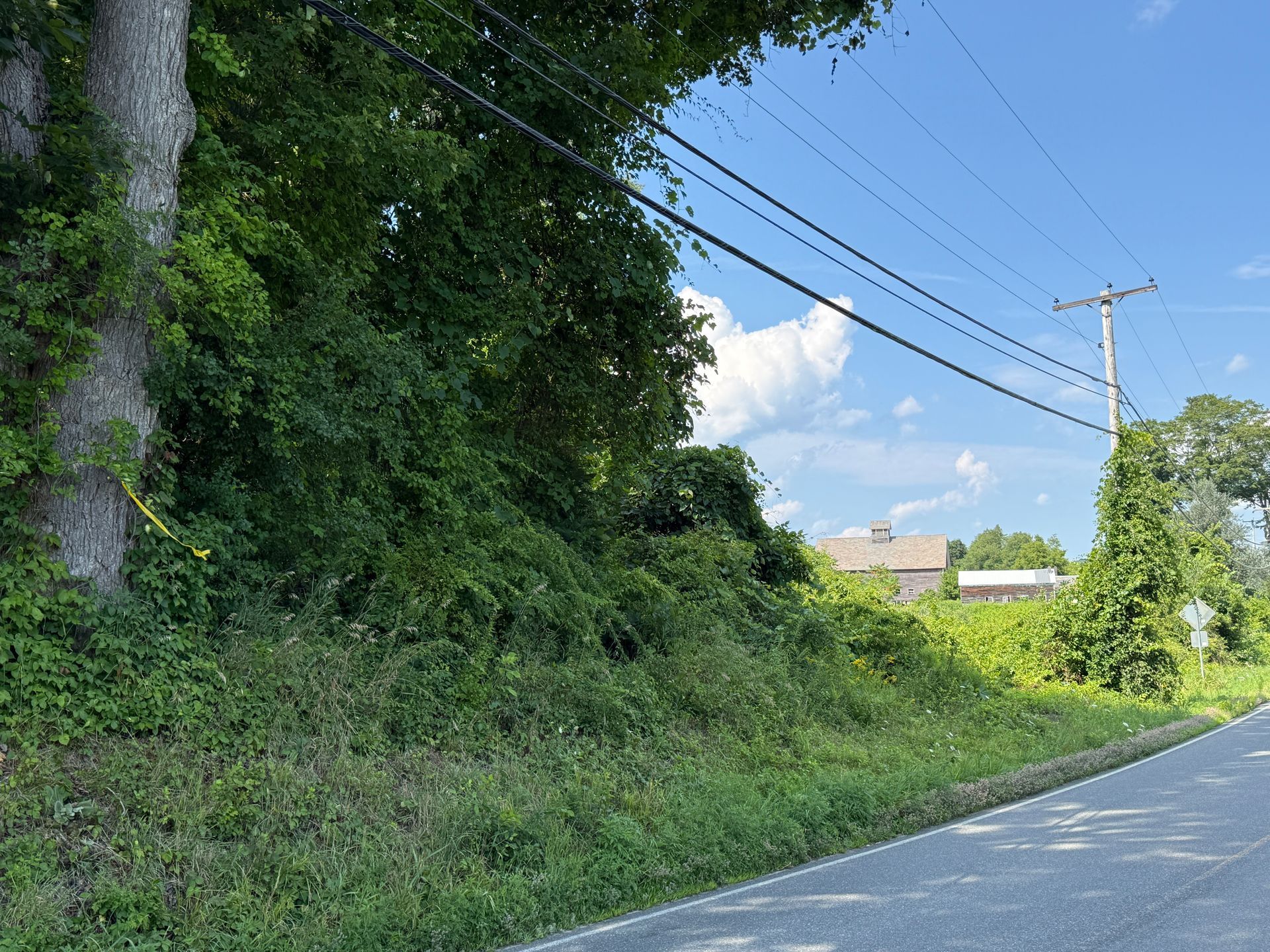Quiet roadside with dense green vegetation, utility poles, and a clear blue sky.