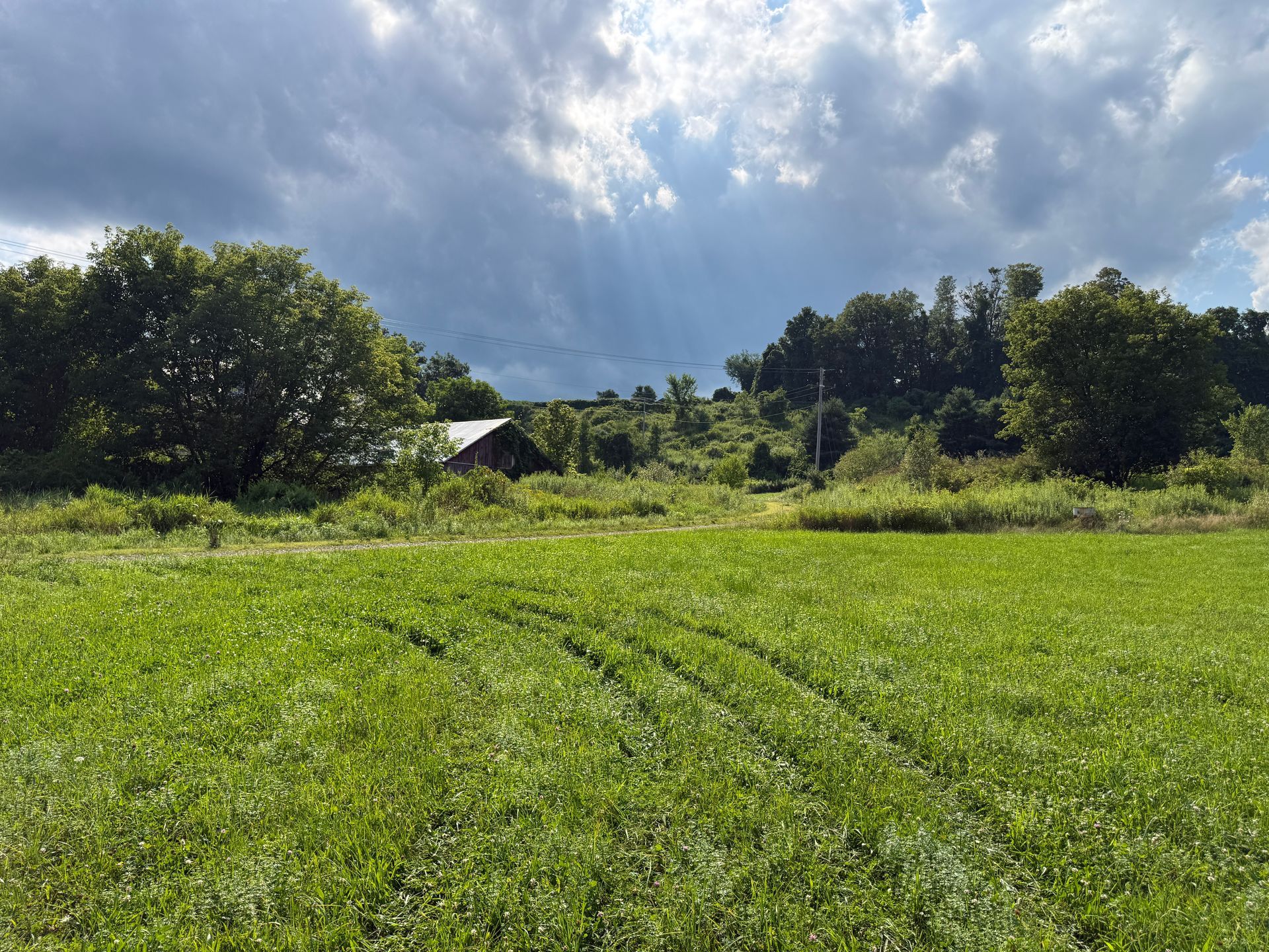 Sunlit green field with trees and a cloudy sky, with a small hut in the distance