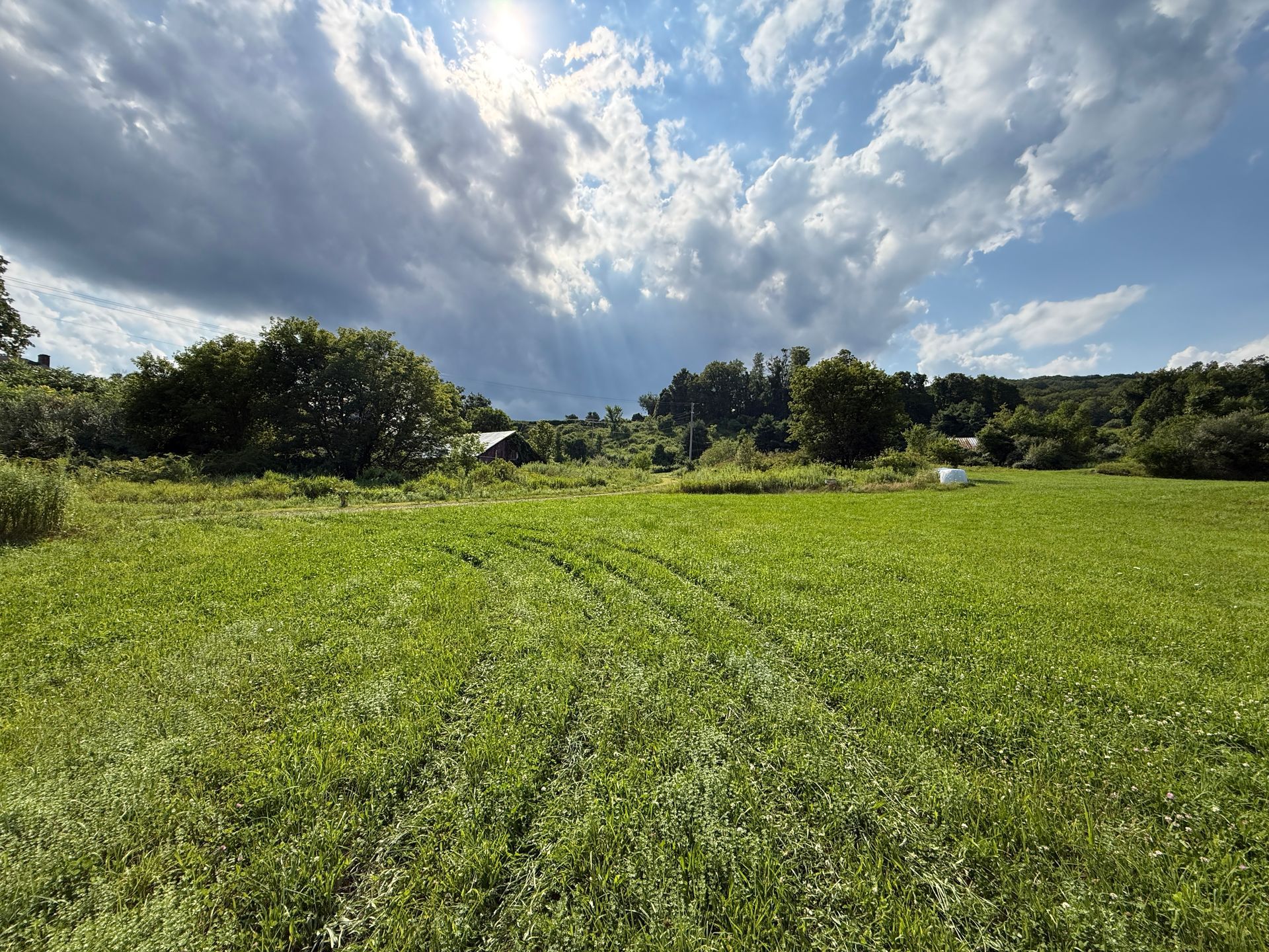 Sunny green field under cloudy sky with trees in the distance