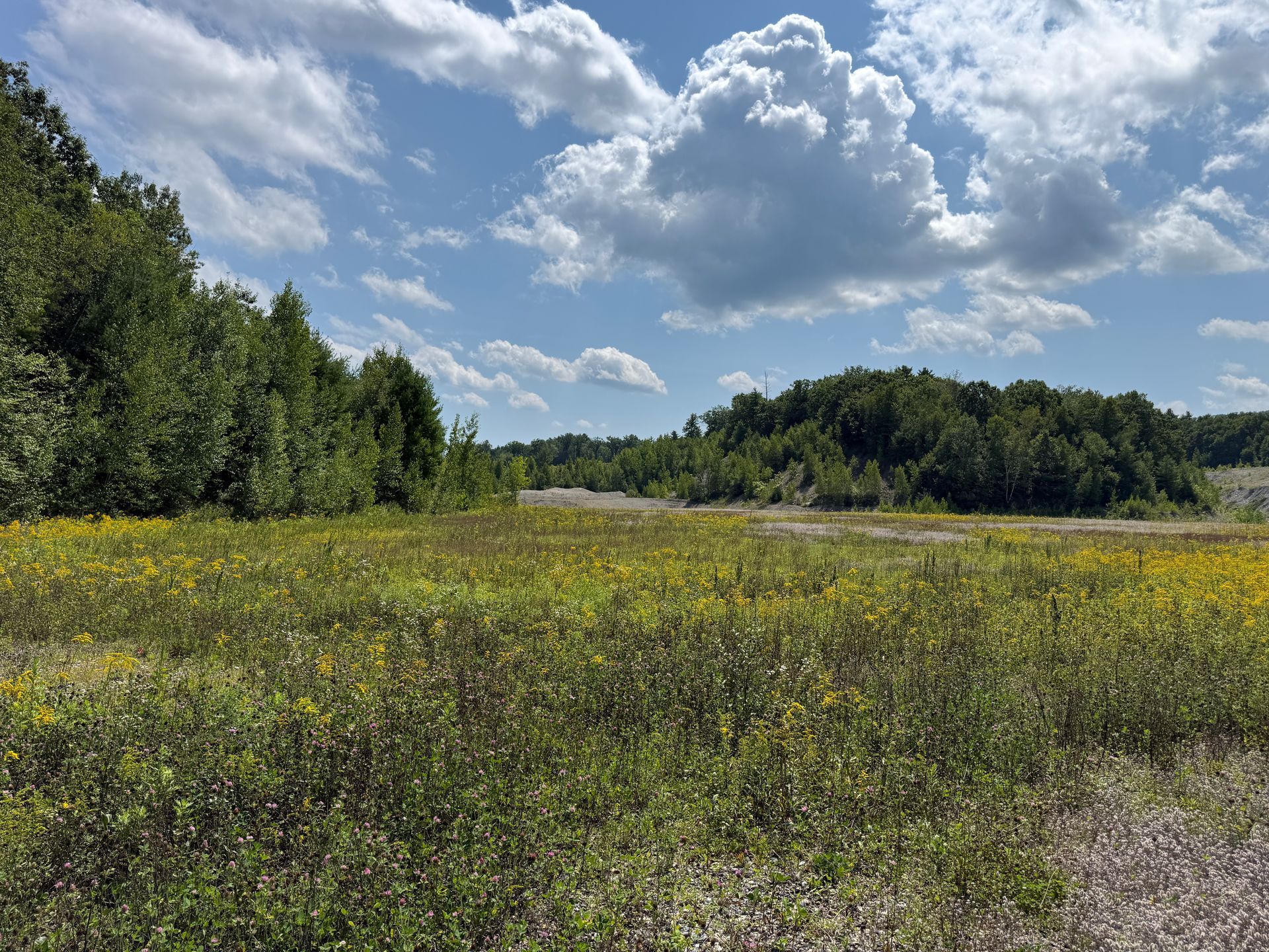 Wildflower meadow under a partly cloudy blue sky, bordered by trees and a grassy field.