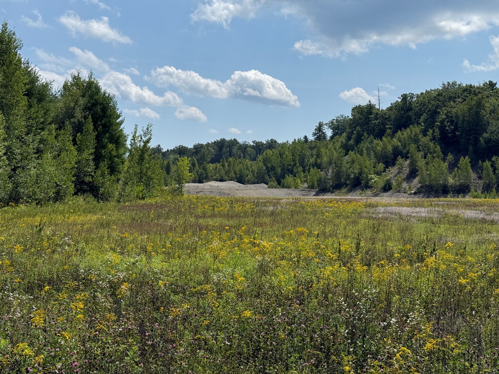 Open meadow with yellow wildflowers, bordered by green trees under a blue sky with clouds
