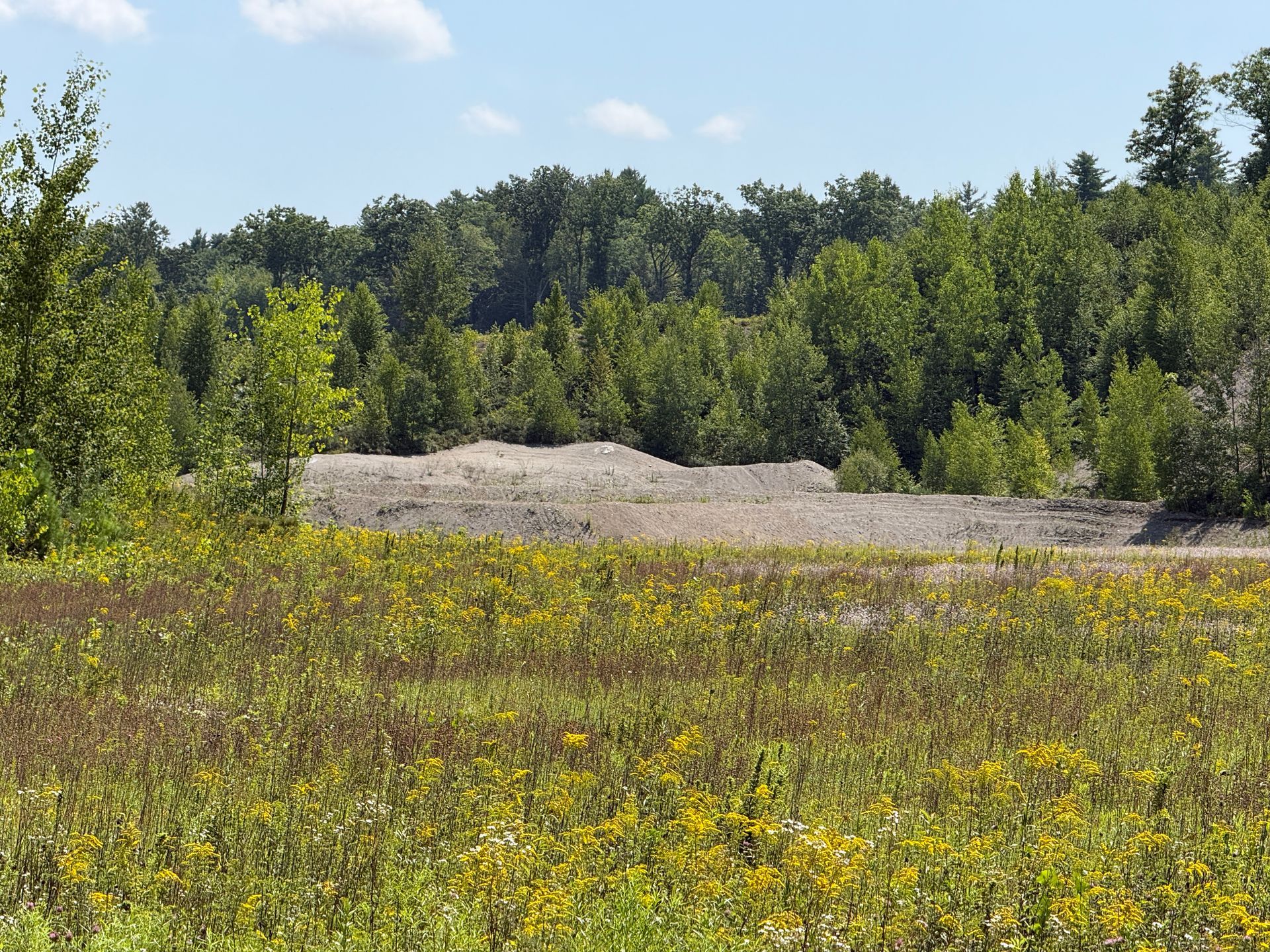 Sunny meadow with yellow wildflowers, gravel clearing, and a green tree line under a blue sky