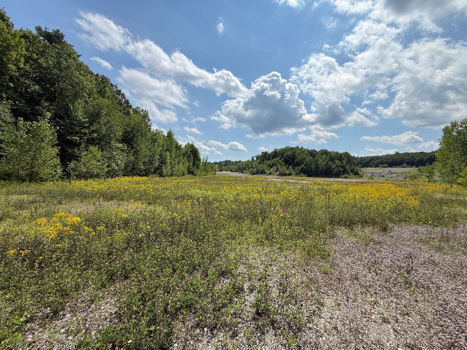 Sunny wildflower meadow under a blue sky with trees along the edge