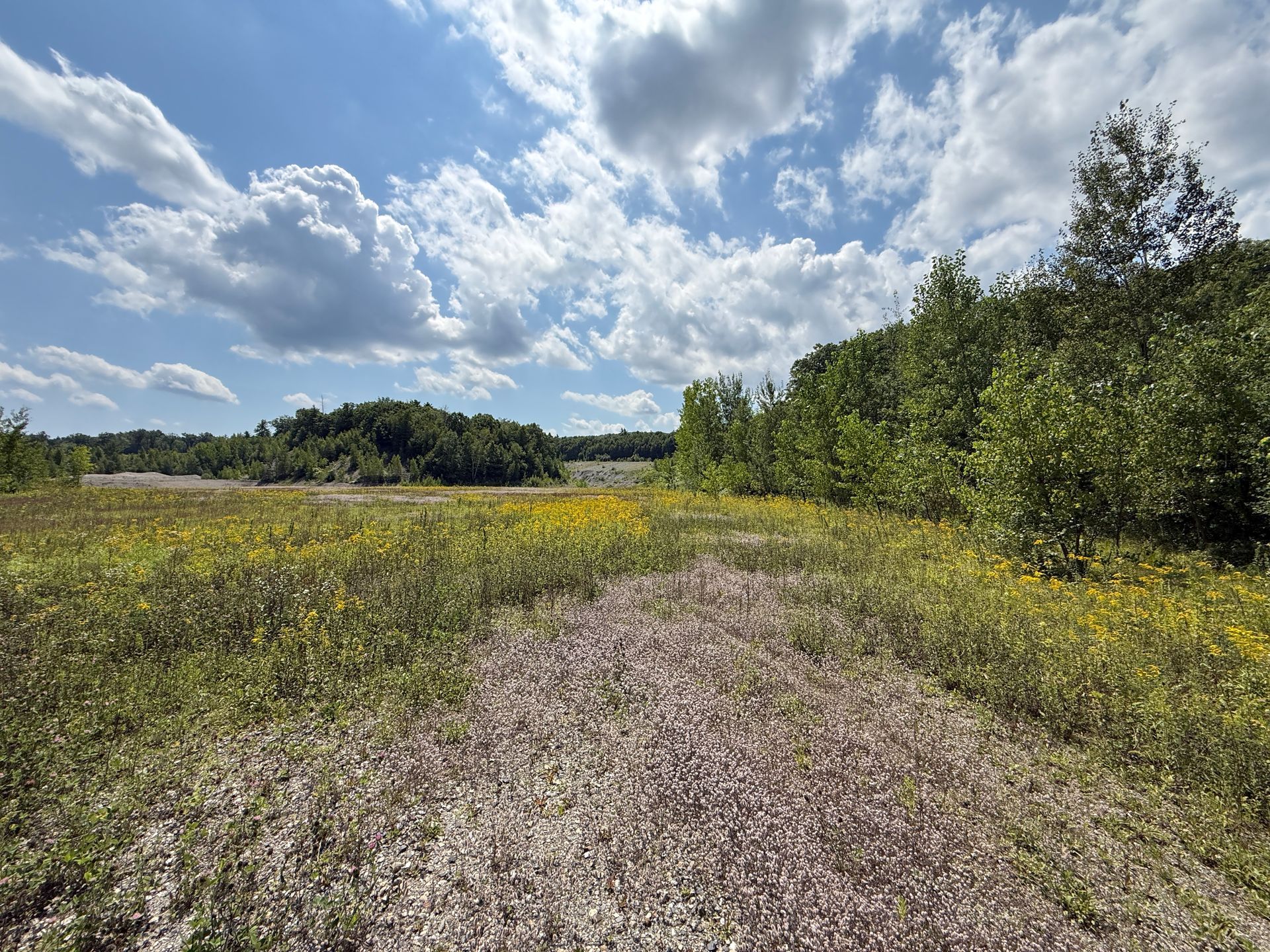 Dirt path through a wildflower meadow under a partly cloudy blue sky, with trees lining the right side.