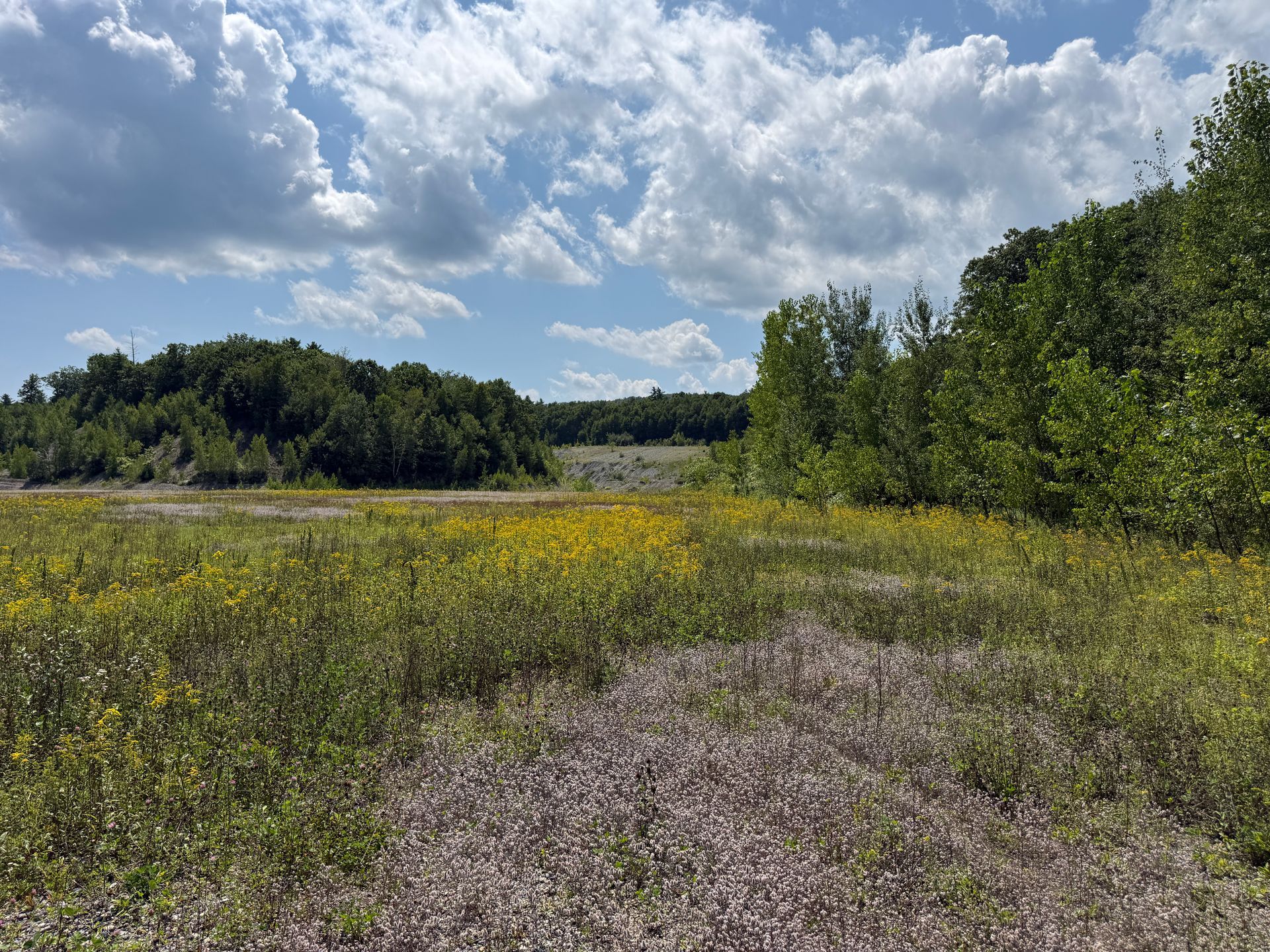 Wildflower meadow under a blue sky with clouds, bordered by trees and a distant waterway