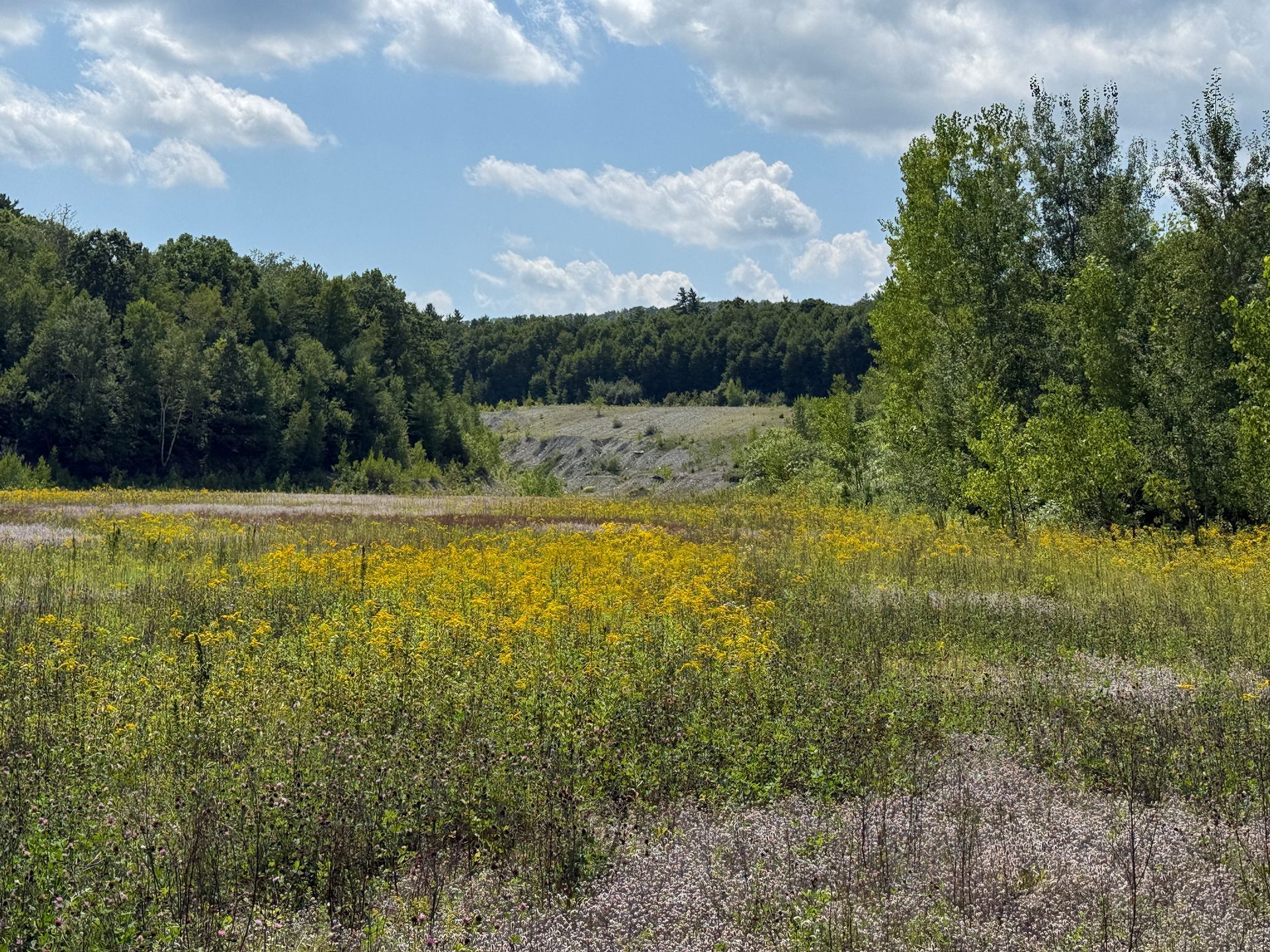 Wildflower meadow with yellow blooms under a blue sky, bordered by trees.