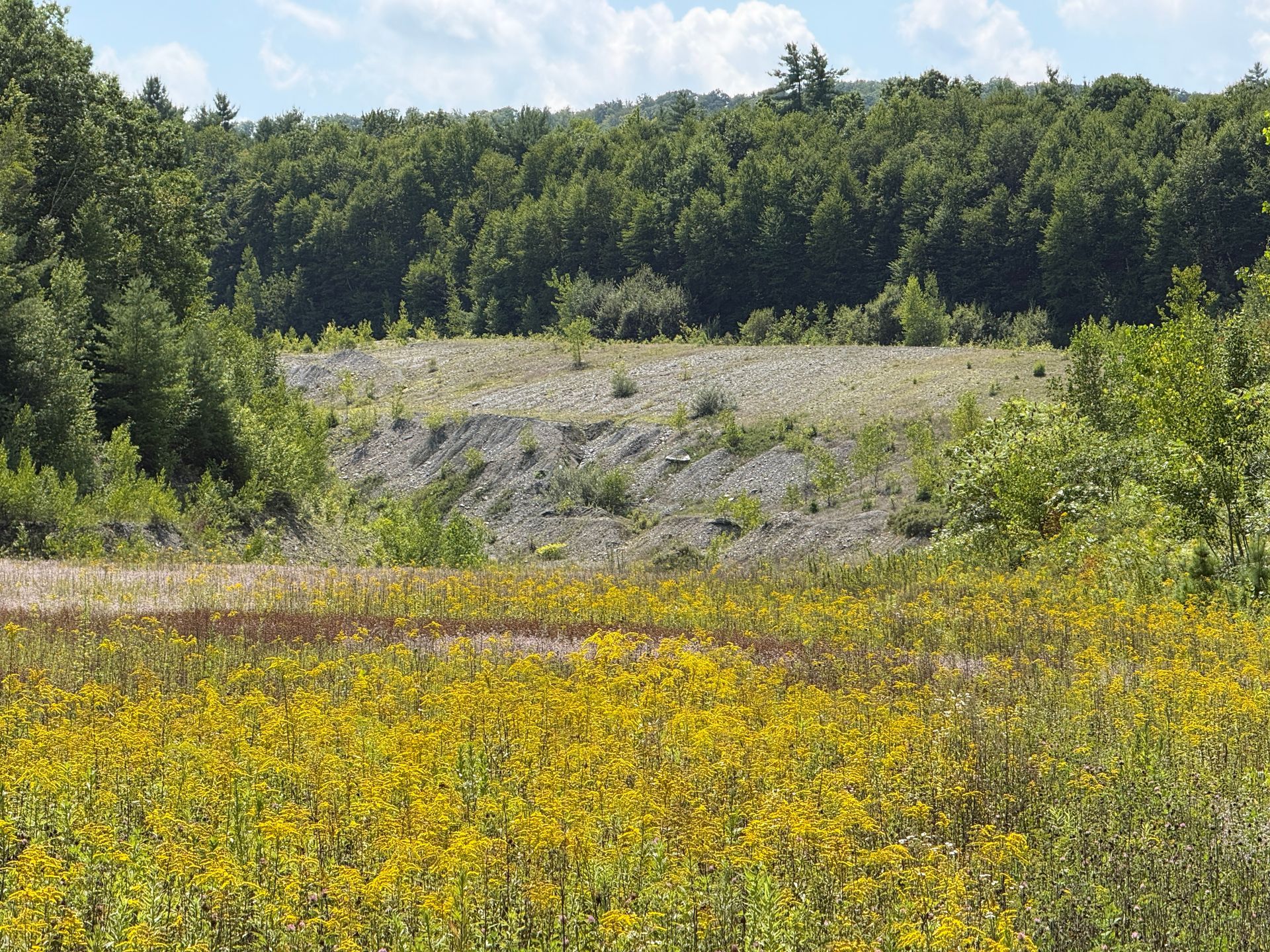 Grassy field with yellow wildflowers in front of a wooded hillside under a blue sky