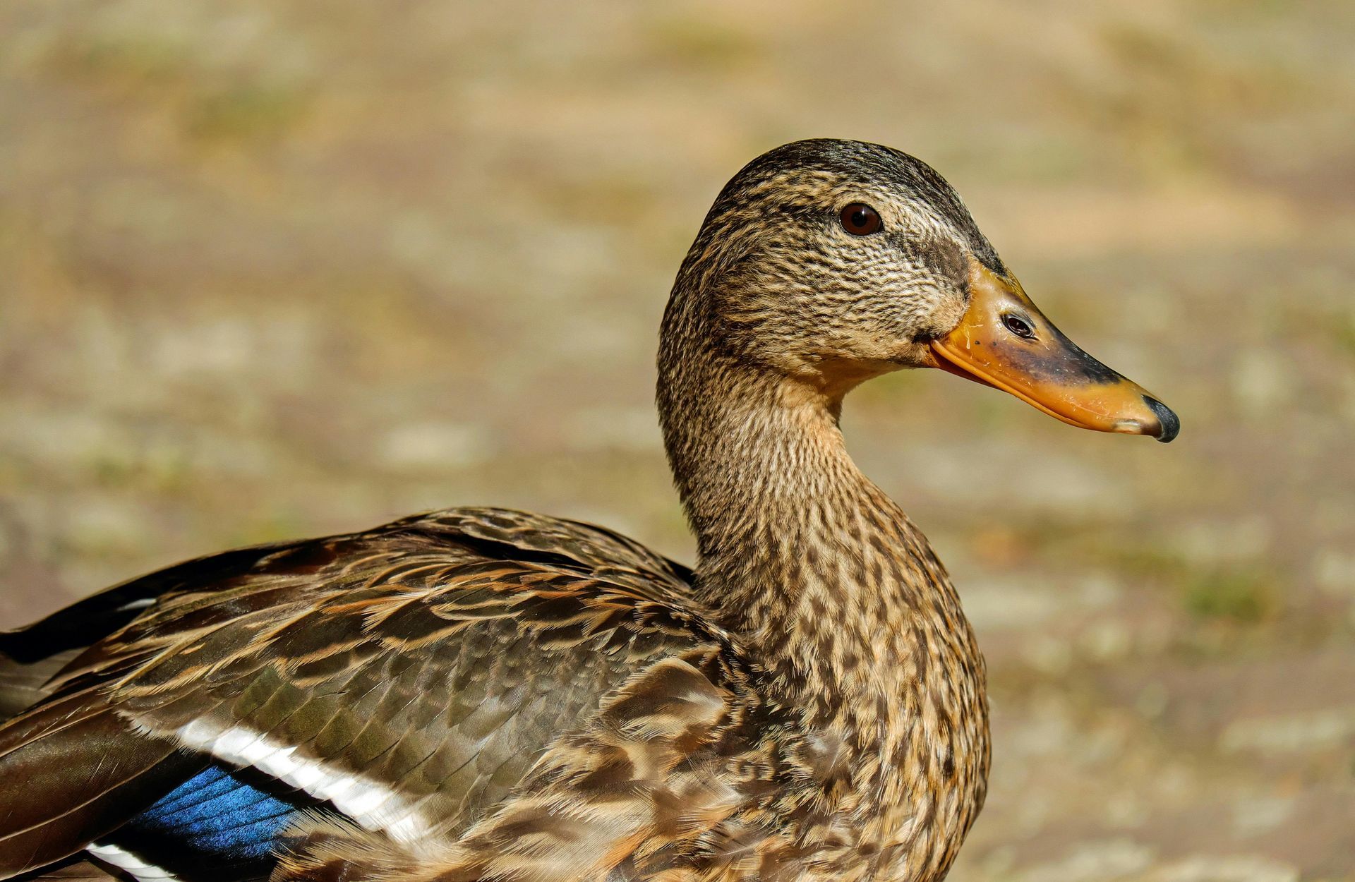 Female mallard duck with brown and blue plumage, orange beak, and curved neck, outdoors.